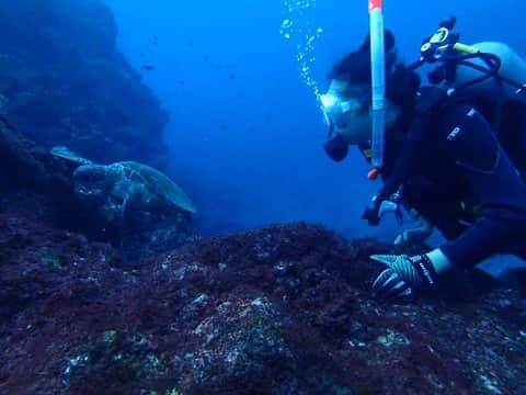 小澤慎一朗のインスタグラム：「今回八丈島で潜らせて頂きました！ ウミガメちゃんとも初めてご一緒させて頂きました。 その他にもイカちゃんやカンパチちゃんなどとも遭遇しました。 とにかく青かった。 ありがとうございました。  #スキューバダイビング #ウミガメ #八丈島」