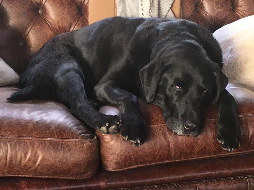 ロバート・パトリックのインスタグラム：「R.I.P. On this day in 2018 my beloved CASH passed away. #blacklabrador #labrador he was a good boy. #dog #dogs #dogsofinstagram」