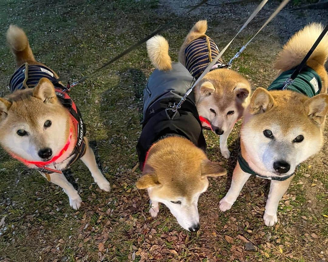 linnmamaのインスタグラム：「冬服👕始めました😊〜急に寒くなったので、裸族の4柴たちも犬服を着ることに😍〜①今日の夕方散歩、すぐに暗くなるからピカピカ✨つけて〜②手術でたくさん毛を刈った麗はダウンジャケットを重ね着😍〜③今年の2月、初めての犬服を着た4柴たち🥰〜家の中では、麗以外は裸族です😊〜みんなで一緒に散歩できる幸せを大事にしたい😍〜今日も元気でありがとう❣️ ＊ ＊ ＊ #柴犬#dog #柴犬凜の勇気凜々every day #shibastagram #my_eos_photo #eosr6 #eosr10  #ドッグフォトグラファーズ #iphone12 #iphone12promax  #2024凜ファミリーカレンダー発売中 #プロフィール欄からどうぞ #Amazon、楽天でも販売中 #夕方散歩 #写活  #犬服 #荒子川公園」