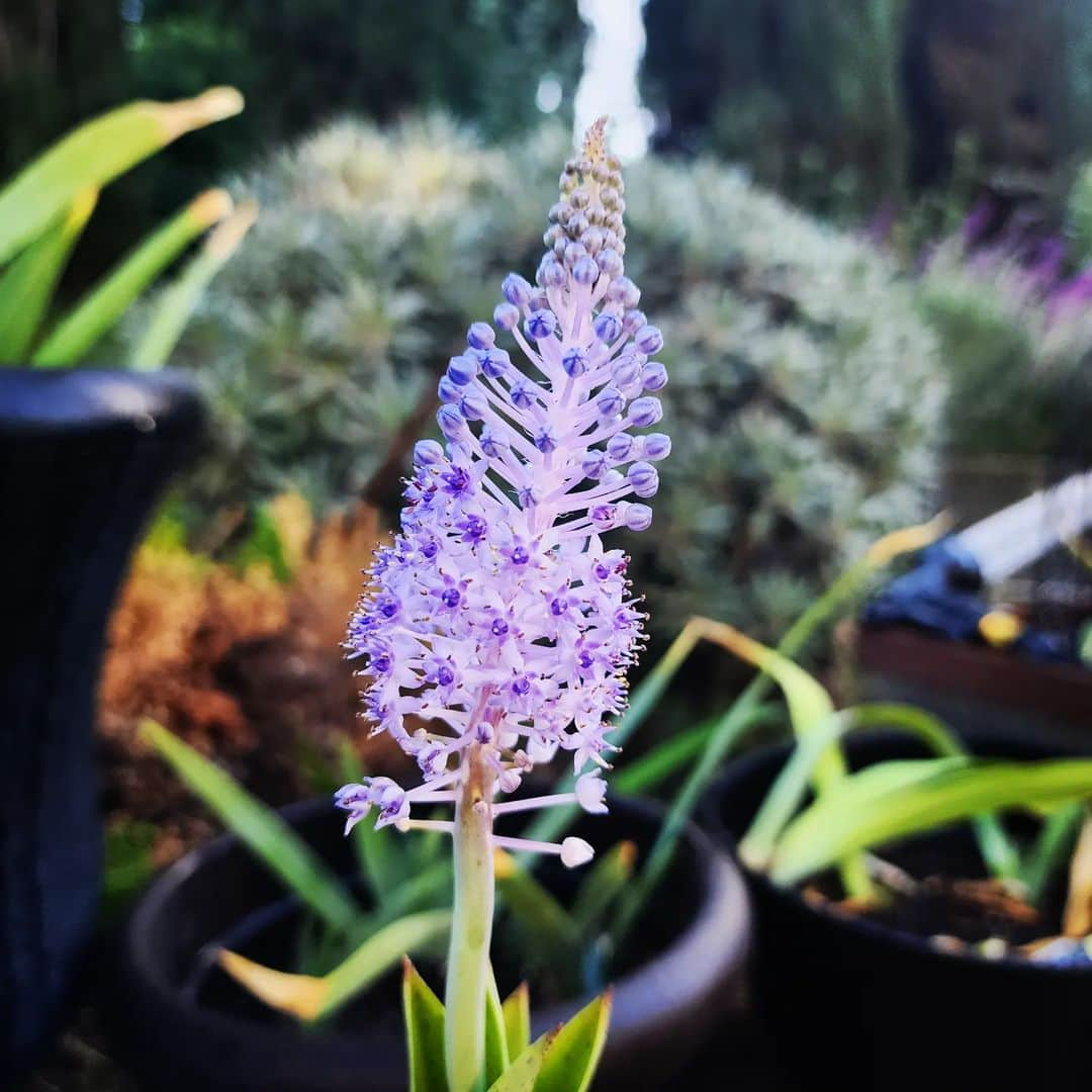 ガソリングラマーのインスタグラム：「Scilla madeirensis  @gasolinegarden #GASOLINEGARDEN #ILOVEGARDENS #GARDENSRULE #GARDENCHURCH #GARDENPARTY #GASOLINEGARDEN #ILOVEGARDENS #GARDENSRULE #GARDENCHURCH #GARDENPARTY #GARDENMAGIC #AVANTGARDEN #GARDENS #GARDENGANGSTER #GARDEN #GRADENLIFE #GARDENER #GARDENTIME  #GARDENING #VEGETABLEGARDEN #FLOWERS #SUCCULENTS  #PLANTS  #CACTUS #AYEARINFLOWERS  #shadowhills  #THANKYOU  @gasolineglamour  #GASOLINEGLAMOUR #PLANTSOMESHIT  #GROWSOMESHIT #scillamadeirensis」