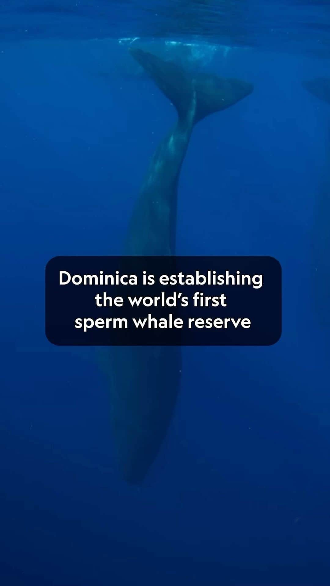 レオナルド・ディカプリオのインスタグラム：「The island nation of Dominica is establishing a 788 square-kilometer Sperm Whale Reserve in their waters, the world’s first protected area specifically for Sperm Whales. These whales help to sequester an amount of carbon equivalent to taking 5,000 cars off the road each year – while also generating tourism income for the local economy.  Dominica, known as the “Nature Island” of the Caribbean, has set a goal to become the world’s first climate-resilient nation. Its unique marine habitat provides food, shelter, and breeding grounds to Sperm Whales, and it is one of the only places in the world where the species lives year-round. The reserve helps to increase the nation’s marine protected areas as they work towards the global goal of every country protecting at least 30% of the most important areas for marine, freshwater, and terrestrial ecosystems by 2030.  Video Credit: @natgeopristineseas」