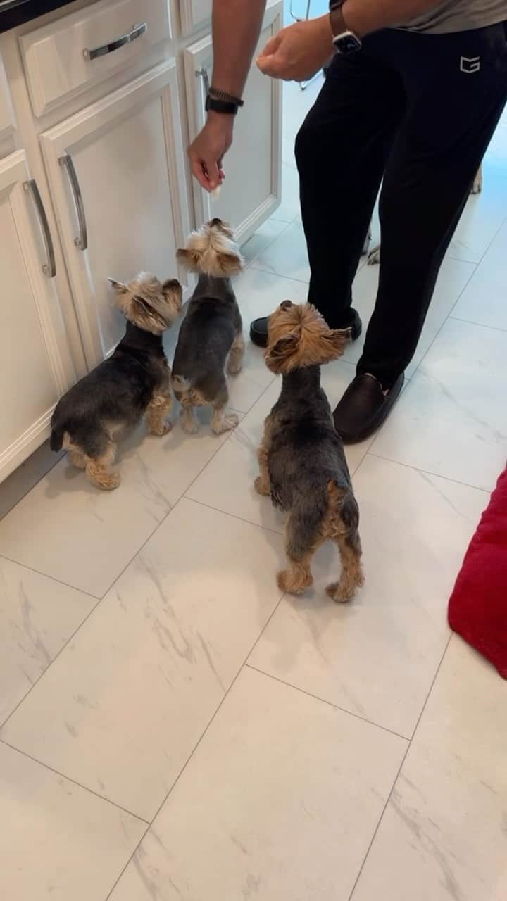 のインスタグラム：「Misty, Max, Allie & Sammy 💭 We always help daddy with his sandwich making! 😆🤙🏼🥪😝👏🏼😋♥️🫶🏼🥰 #Lunchtime😋 #LittleHelpers #SharingIsCaring❤️ #HamSandwich  #LittleBeggar #BestDaddyInTheWorld #OurKitchen #OurKitchenStories #FunnyDogsOfInstagram #OurDaddy」