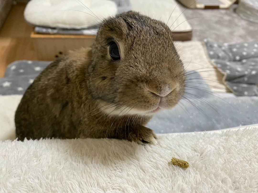 ラン?のインスタグラム：「そろそろ寝ますよ〜🥱 ママんのベッドの横でおやつもらうコナンくん♡ 定位置( _ ˙꒳​˙ )_ﾁｮｺﾝ💓 おやすみなさい_(  _*˘꒳˘*)_…zzz ☆ がしかし、、しばらくすると部屋中走り回ってる😂 ε=ε=(卍*･-･)卍 元気で( 'ω')ﾖｶﾛｳ💖 ☆ #うさぎのコナン #うさぎ  #うさぎのいる暮らし  #rabbit  #ネザーランドドワーフ  #ふわもこ部  #もふもふ部  #netherlanddwarf  #kawaii  #かわいい  2023.11.21」