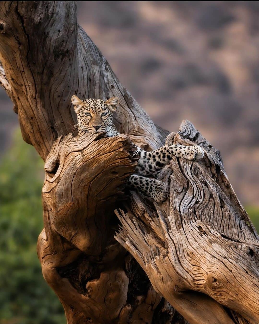 Black Jaguar-White Tiger さんのインスタグラム写真 - (Black Jaguar-White Tiger Instagram)「Just observe how perfect is God. For God Is Everything, Nature and no Nature. But obviously, God is easier to appreciate in God’s “Natural State, so to speak… Masterpiece by @thejunglechic」11月21日 1時02分 - blackjaguarwhitetiger