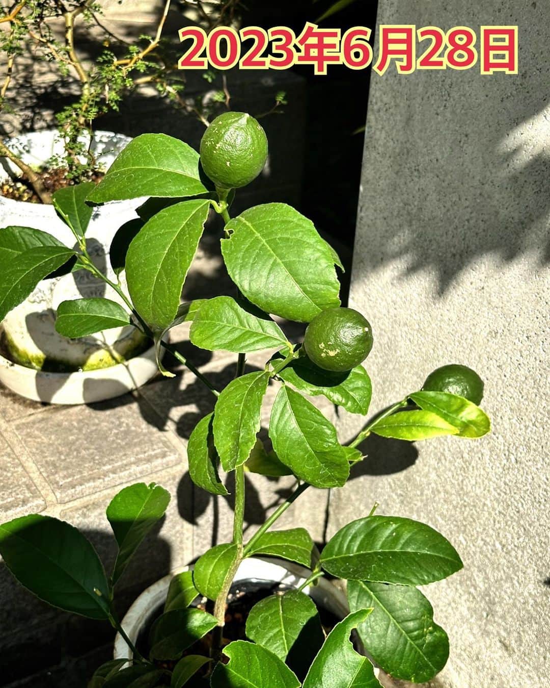 木山裕策さんのインスタグラム写真 - (木山裕策Instagram)「猛暑の夏を超えて、檸檬の実が色付き始めました🍋。  途中、暑さのあまり水切れを起こしたり、葉っぱを虫に喰われたりして、もう枯れちゃうんじゃないかとヒヤヒヤしましたが、5ヶ月越しに収穫できそうです😁。購入時（3枚目の写真）と比べると、すごい成長ぶりでしょ👍？  来年は花を咲かせるところから挑戦してみたいと思います。」11月20日 16時30分 - kiyamayusaku