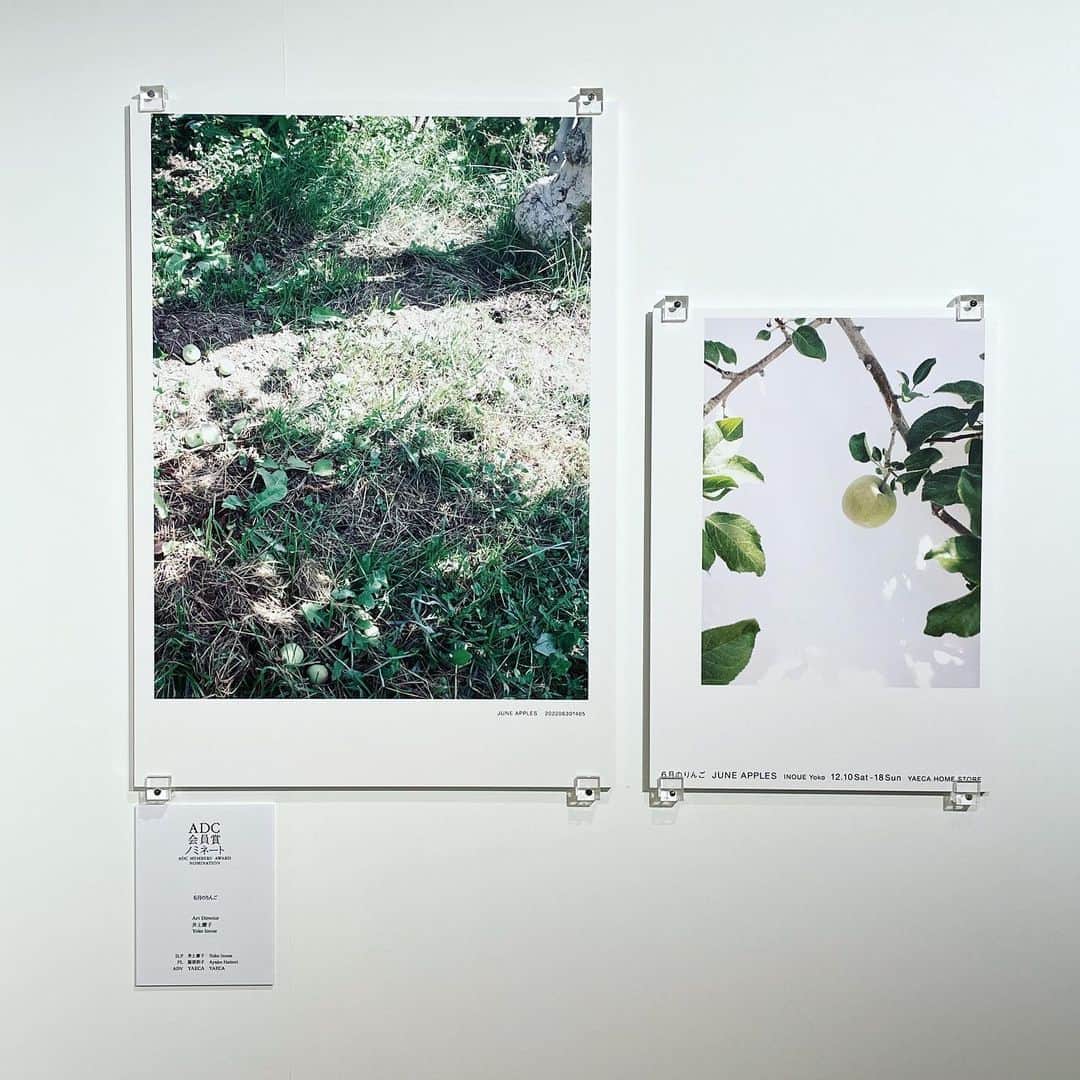 福田里香さんのインスタグラム写真 - (福田里香Instagram)「銀座gggのADC展へ🍏 井上庸子さん @yo.inoue の作品 🍏「６月のりんご」を観に行きました。  昨年冬 🫙の中身の 🍏APPLE JELLYとAPPLE BUTTERを 調理してお手伝いした 「JUNE APPLES」シリーズの展示です。 とてもうれしい。  お隣の展示は🎀KIGI／渡邊良重さん。 @yoshie_watanabe_kigi   平日月曜日の午前中なのに 訪れる人々が絶えることなく。 ギンザグラフィックギャラリー @ginzagraphicgallery  １２月３０日までの展示です。 入場無料はすごい。」11月20日 16時31分 - riccafukuda
