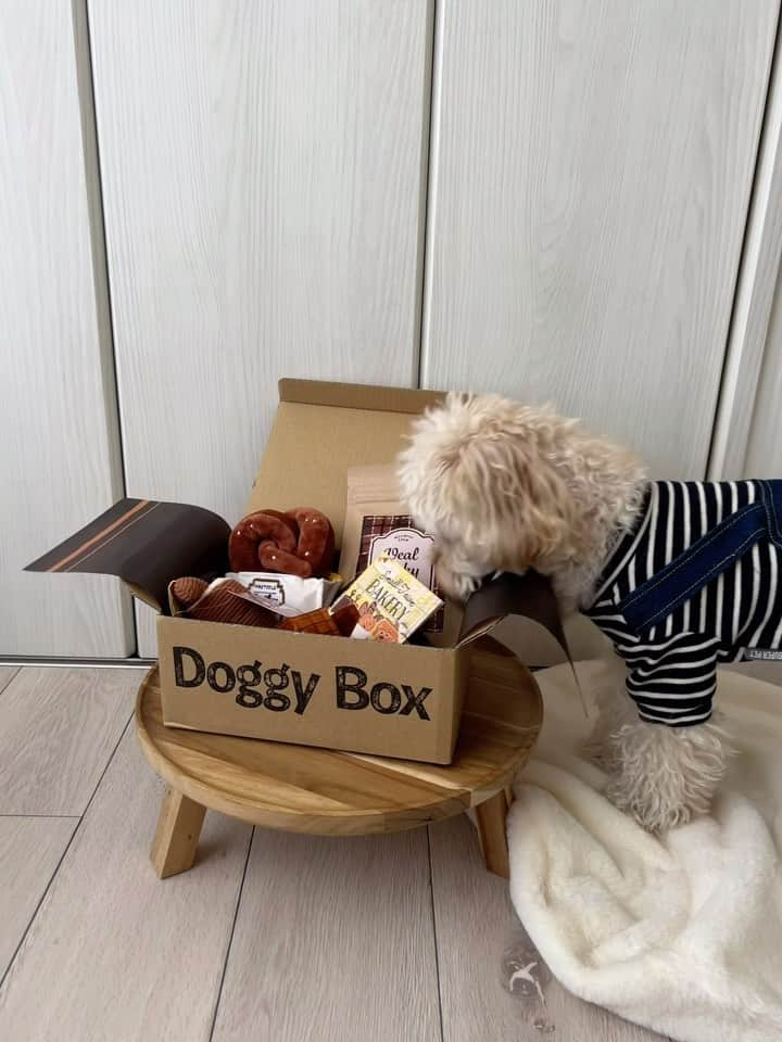 山田菜々のインスタグラム：「今月のDoggyboxが届いたよ🧺🥨  相変わらずおやつ泥棒をしていたので動画に🚔 バレた！って顔ちゃんとしてる😂🌱  ゆきちまるは相変わらず仏のように ほぼ動きませんがおやつのときだけは機敏だよ🧸  今月のおもちゃは、 クロワッサンとプレッツェル🥐🥨 ケア用品は肉球クリーム🐾 おやつはりんごチップと仔牛肉ジャーキー🍎 そして馬肉ふりかけ🤤  毎回ばくばく食べてます😌🌱 楽しいね、おいしいねぇ〜〜☺️♡  #ドギボ #doggybox #pr」