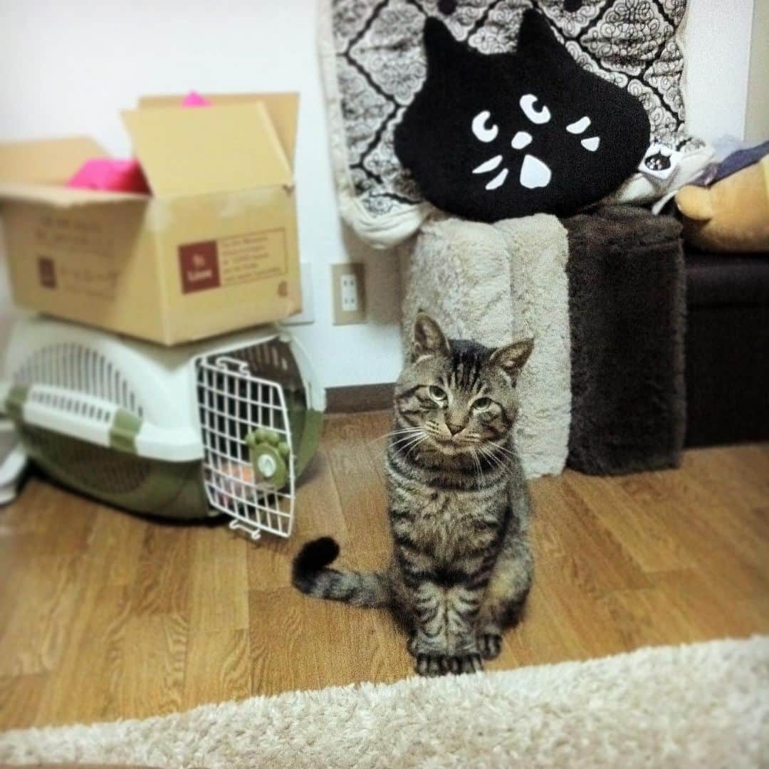 Musashiのインスタグラム：「2011年11月のムサシさん。かわいすぎでは。Musashi is cute.😍 #memories #mck延長戦 #musashi_the_cat #musashi #mck #cat #キジトラ #ムサシさん」
