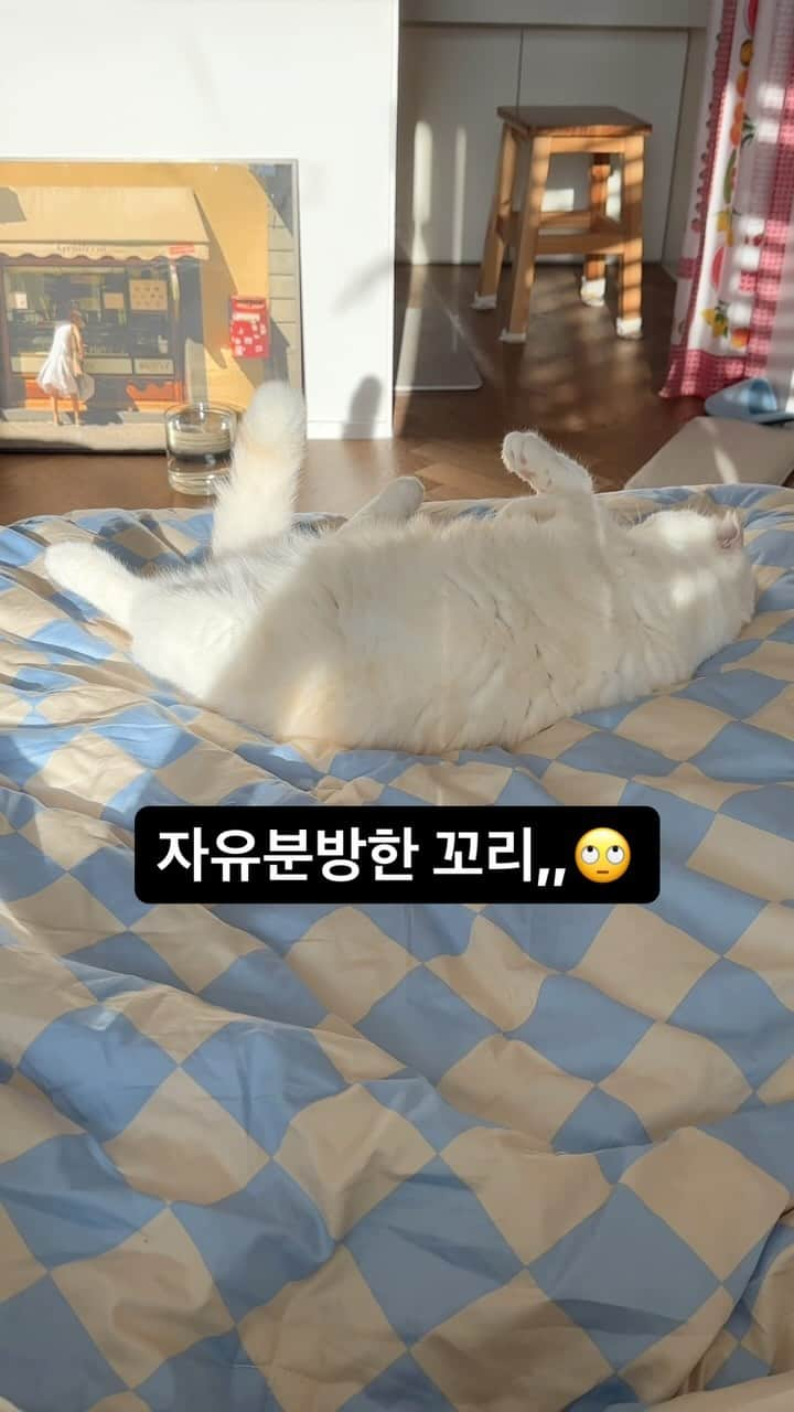 SoonMooのインスタグラム：「제 2의 자아가 있는듯한 꼬리🙄ㅋㅋㅋ  #순무 #SoonMoo」