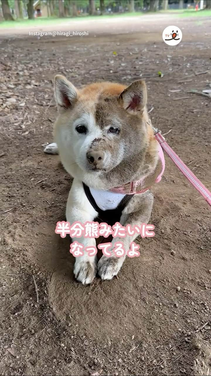 PECO いぬ部のインスタグラム：「「綺麗なツートーンカラー🐶🐻」  ㅤㅤ 今回素敵な動画を提供してくださったのは… @hiragi_hiroshi さん（ヒナちゃん） 他にも素敵なお写真がたくさんあるので ぜひ遊びに行ってみてね♪ ㅤㅤ ㅤㅤ ㅤㅤ 〖 #pecoいぬ部（ #ペコねこ部 ） 〗をつけてご投稿いただくと PECOのSNSで楽しくご紹介させていただきます😋 フォロー&コメントお待ちしています✨ ㅤㅤ ㅤㅤ  ============================== @pecodogs（ @pecocats ）☚YouTubeでも可愛いワンコ（ニャンコ）紹介中🐶💕 ==============================  #犬のいる暮らし #犬部 #犬好きな人と繋がりたい #dogstagram #doglover #멍스타그램 #개스타그램 #柴犬 #shibainu #ゴロゴロ大好き #半分熊 #ヒナちゃん渾身の #フェイスペイント」