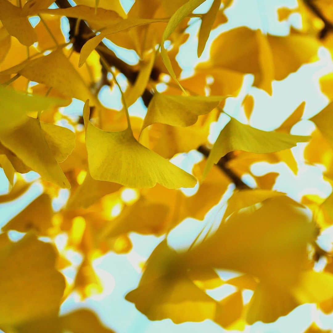 YUKI FUJIWARAさんのインスタグラム写真 - (YUKI FUJIWARAInstagram)「今日の和菓子：黄葉  色づいた銀杏の葉が 澄んだ空を鮮やかに彩る  Today's confectionery: Yellow Leaves   The autumn sky colored by the vivid yellow of ginko leaves」11月20日 17時22分 - wagashi_art