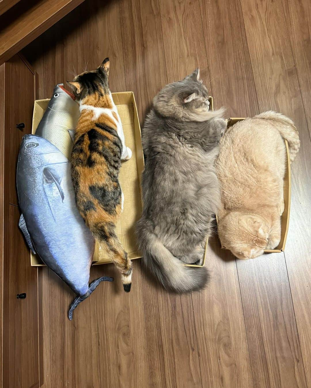 金太のインスタグラム：「出荷準備中... すずちゃんが🐟の匂いチェック後別のところに😆 . 📦出荷待ちはこちら🐟 ▷▷ #長いダンボールでくつろぐ金太蒼太　  ＿＿＿＿＿＿＿＿＿＿＿＿ ＼ねこの金太と蒼太とすず／ 金太(９)スコティッシュ 蒼太(６)ラガマフィン すず(１)保護ねこ ▷▷ @vvviopw  ＿＿＿＿＿＿＿＿＿＿＿＿  #スコティッシュフォールドの金ちゃん#スコティッシュフォールド#scottishfold  #ラガマフィンのそうちゃん#ラガマフィン#Ragamuffin #もふもふ #にゃんすたぐらむ#catsofinstagram  #meowed#9gag #猫のいる暮らし　#ねことの生活　#猫好きさんと繋がりたい#三毛猫　#保護猫#三毛猫すず#calico」