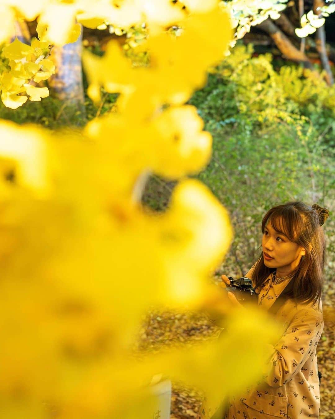岡本沙紀さんのインスタグラム写真 - (岡本沙紀Instagram)「Golden Ginkgo Trees 🥰  昭和記念公園の銀杏並木のライトアップを見てきました！ 最近、黄色と黒の組み合わせの洋服を着ることが多いです🐯　タイガースカラーでありニコンカラーですね💫  @genic_mag さんと @nikonjp さんのイベント「#meets_Nikon Z f MEETUP」にご招待いただき、カメラ講座とNikon Zfのレンタルをしていただきました！イベントの詳細はまた今度の投稿で☺️  いっぱい写真撮るぞ〜〜  I went to see ginkgo trees turned yellow and lighted up in Showa Kinen Koen! I came to love wearing the combination of black and yellow, which symbolizes Hanshin Tigers and Nikon Products 📸  #昭和記念公園 #銀杏並木 #イチョウ #Zf #genic_nikon #nikoncreators #japantravel #ファインダー越しの私の世界 #japanesegirl #秋の夜散歩 #portrait #ポートレート」11月20日 17時54分 - okamoto_sa_ki