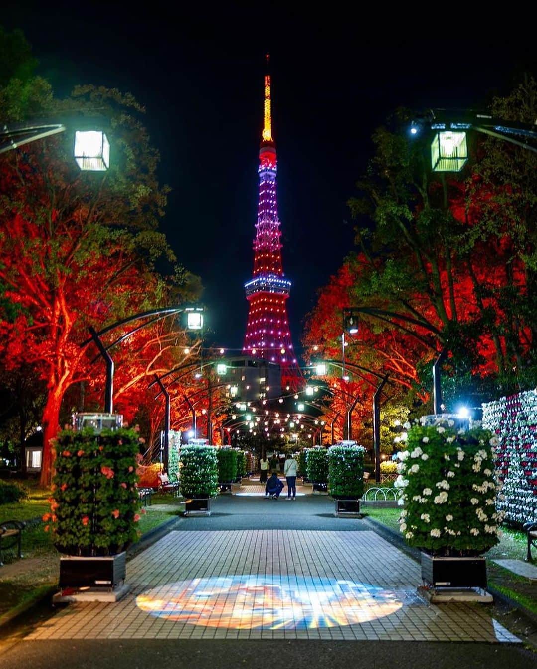 東京タワーさんのインスタグラム写真 - (東京タワーInstagram)「. 本日は、毎週月曜日20時〜22時まで 2時間限定で点灯する インフィニティ・ダイヤモンドヴェールの レギュラーライトアップ✨   11月のカラーは 紅葉色（Maple Red）です🍁   昨日（19日）まで都立芝公園で開催されていた 特設花壇&ライトアップ「花と光のムーブメント」  Your Tokyo Towerにも、たくさんの投稿を頂きました！   木々に照らされた赤いライトアップが まるで紅葉のようで🍁 紅葉色に輝く東京タワーとのコラボが素敵ですね〜！   本日は、Your Tokyo Tower🗼から @sound_astra1 さんのお写真をご紹介！   素敵なお写真をありがとうございました😊  ———————————  【 お知らせ 】  🆕 TikTok  東京タワーの公式TikTokアカウントが 開設されました！  詳細はプロフィールにあるリンクから↓ @tokyotower_official  ■ 公式LINE  東京タワー公式LINEでは 東京タワーのイベント情報を お届けしています！  詳細はプロフィールにあるリンクから↓ @tokyotower_official  ■ Your Tokyo Tower 🗼  # your_tokyotowerで あなたの東京タワーをリポスト！  @tokyotower_official の タグ付けをしてくれると見つけやすいよ！  皆様からの投稿 どしどしお待ちしております！  ———————————  #東京タワー #東京タワー🗼  #tokyotower #tokyotower🗼  #紅葉 #紅葉🍁」11月20日 17時58分 - tokyotower_official