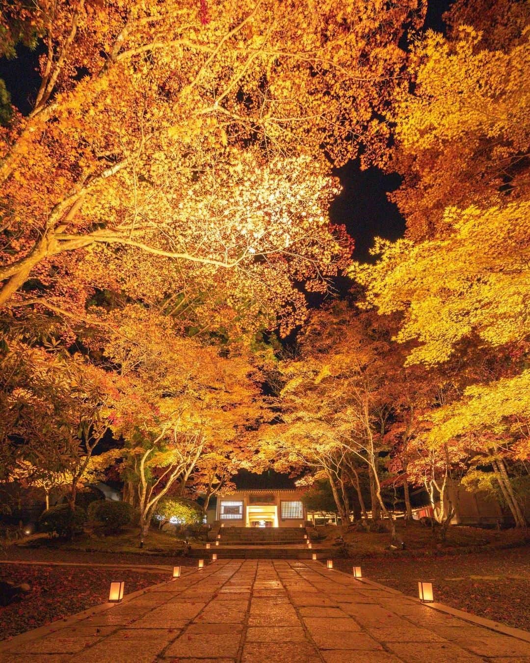 Visit Wakayamaのインスタグラム：「. Golden night at Koyasan. Autumn illuminations and contemporary art exhibitions are on at Koyasan Reihokan Museum until December 15. Don't miss it!  📸 @hajime.sakamoto 📍 Koyasan Reihokan Museum, Wakayama . . . . . #discoverjapan #unknownjapan #instajapan #landscape #japan #japantrip #japantravel #beautifuldestinations #wakayama #wakayamagram #explore #adventure #visitwakayama #travelsoon #visitjapan #stayadventurous #igpassport #explorejapan #lonelyplanet #sustainabletourism #falllightup #worldheritage #koyasan #autumninjapan #fallfoliage #fallcolors #japanesetemples #reihokan #koyasanartdays #autumnilluminations」