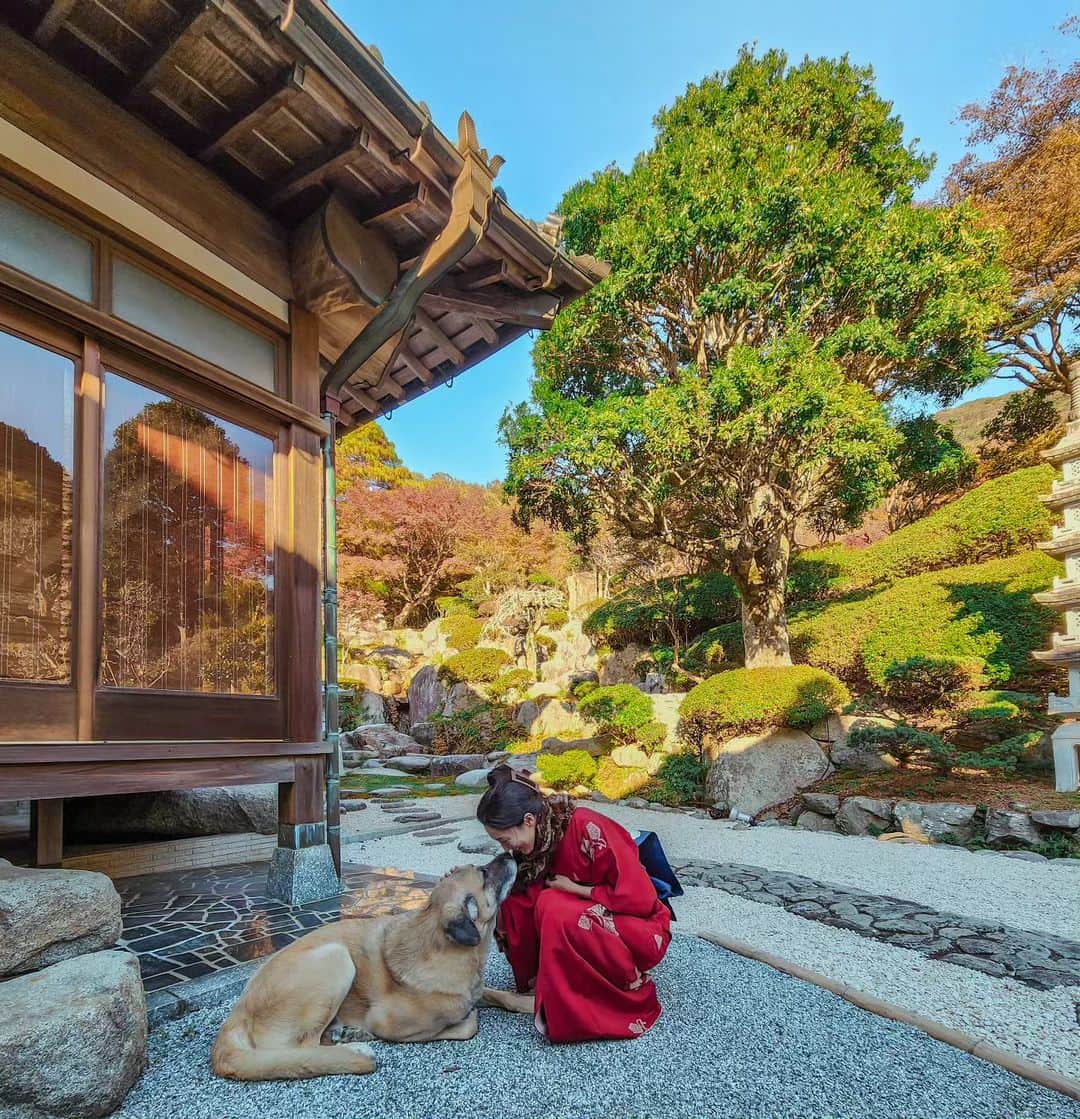 吉松育美のインスタグラム：「Red kimono 🥰  紅葉に感化されて赤の着物❤️お天気も良くてバディーも気持ちよさそう🐶🍁  #紅葉 # #秋 #もみじ #犬 #dog #japanesehouse #samurai #location #shooting #茶道 #tea #greentea #kimono #着物」