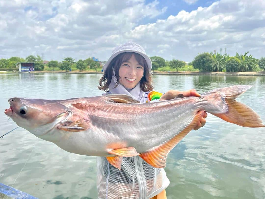 高本采実さんのインスタグラム写真 - (高本采実Instagram)「🐟 ナマズ釣りたくて、久しぶりにタイへ！🇹🇭 せっかくなのでまだ行ったことない釣り堀へ！ということで「บึงมารวย（Bueng Maruay）」に行ってきました🐟  併設しているレストランの料理がかなり美味しいらしく、しかも利用料やレンタル料も安い、トイレもあるのでここにしました✌︎ （※言語はタイ語のみ）  釣りはエサ込みで275バーツ。 パン粉固めて仕掛けを遠投！ 最初はアタリあってから合わせのタイミングが難しかったけどコツ掴んでからは連続キャッチ！ 目当てのプラーサワイ、釣れる釣れる😂 （タモ自体の重量ありすぎて片手ランディングは結構重たかったw）  ちょうどこの日、釣り大会が開催されてて、周りの人たちめちゃめちゃ釣ってて、何が違うんやろと思ってよく見てみたら「集魚剤」でした。 どうやらタイの釣り堀は、集魚剤にかなり拘っているようで、場所ごとに販売しているものも違うみたいです。  さて、釣りは十分釣って大満足したので楽しみにしていたレストランへ。 すぐ足元にはずっとナマズがうようよしているビューです。 沢山メニューありすぎて、テキトーにオーダー🌞  ・ソフトシェルクラブのイエローカレー🦀 　（これが1番美味しかった！！！食材全部の相性が抜群でペロリと平らげました） ・サメのスパイシーフライ🦈 　（恐らくサメのアンモニア臭を消すためにスパイス盛り沢山で調理したよう。サメの身はふわっとした白身で美味しかったけど、味付けが辛すぎて唇ヒリヒリしながら汗かいた） ・貝の炒め物🐚 　（サメの料理が辛すぎて、これも辛いはずやのにちょうど良く感じてた）  東南アジアならではのビールがすすむ料理たちでした🍺  是非タイへ行く時の参考にしてみてください🌞 ナマズ・バラマンディ等の釣り堀、日本にもあったら行きたいなー🎣  . . .  #タイ #プラーサワイ #ナマズ #釣り堀 #บึงมารวย #ปลาสวาย #BuengMaruay #エサ釣り #catfish #怪魚 #怪魚釣り #東南アジア #推し活 #釣り動画 #釣果 #大物ハンター #アングラー #fishinggirl #钓鱼 #高本采実 #あやみん #ayamistagram」11月20日 18時16分 - ayami__summer