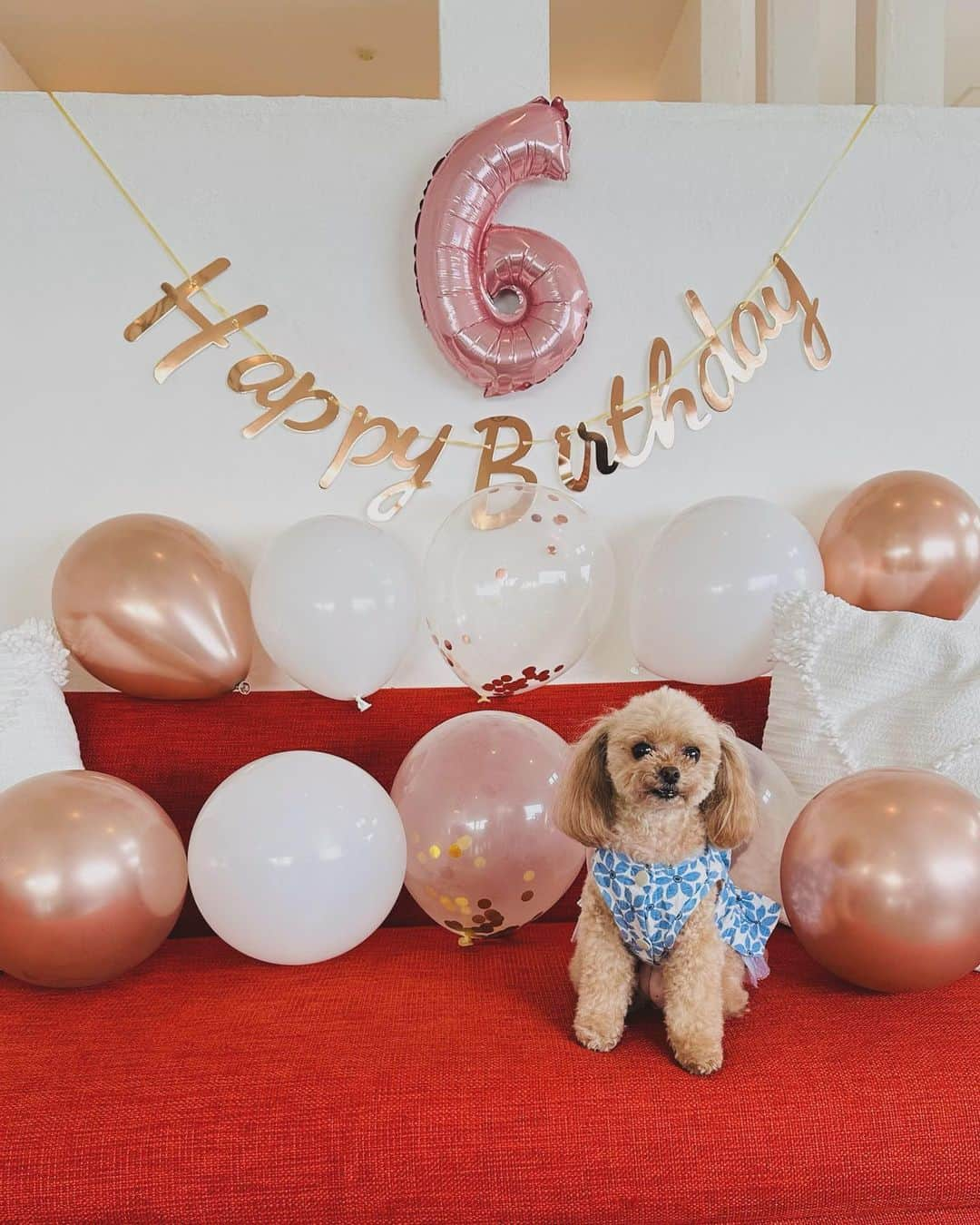 AIさんのインスタグラム写真 - (AIInstagram)「Happy Birthday 6th🎂✨  ぱぴたん6歳の誕生会🐶  当日は大好きなジルちゃん親子とお泊まり🩷  一緒に飾り付けもしてくれて、撮影会したら途中でゴロンしてボイコットし始めたのも可愛すぎた🤭🩷←親ばか  #ぱぴ #5月21日 #誕生日 #時間差投稿 #誕生会 #愛犬の誕生日 #愛犬の誕生日祝い」11月20日 18時32分 - ai.0909.ai