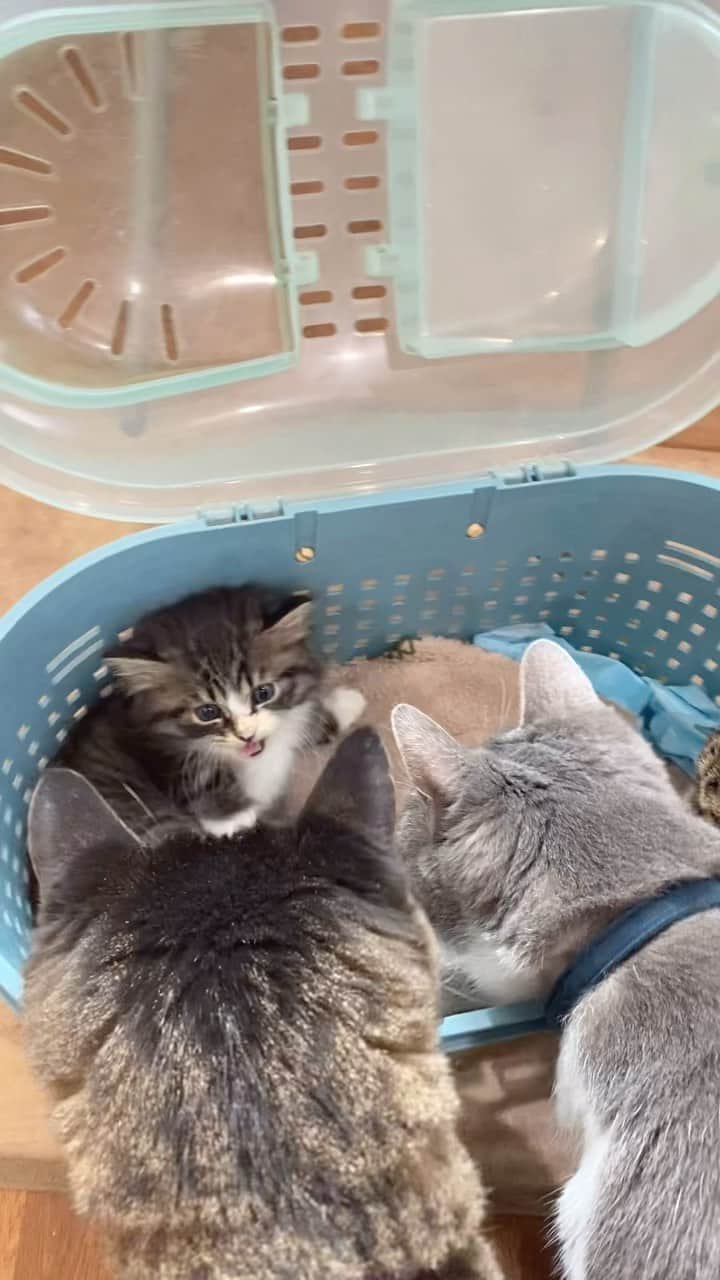 猫カフェきぶん屋のインスタグラム：「パヤちゃん合流❤️ メイくんが無理やりキャリーに入る新パターン🤣 ペコくんレイくんの子育てツートップに早くも懐いてます🎵  カレンダーただいま発送中です、お待たせしました🙏 ご注文はプロフィールのリンクから進めます🙌 @nekocafekibunya   🙏皆様にお願い🙏  いいねだけでなく、右下の保存ボタンを押してもらえると嬉しいです。  すごい勢いでフォロワーさんが増えて、情報が届けやすくなります。  ベジニャンシリーズ食べて応援してください🍛🍜🍝 https://kenkoshukan.stores.jp/  リラポ申請で10%還元中‼︎  https://relapo.jp/products/shop/kaetemiyou  プロフィールのハイライトから進めます‼️   お店のご来店は完全予約制にしておりますのでメッセージかお電話ください😊 兵庫県宝塚市、阪急小林駅より徒歩6分  #保護猫　#保護猫と暮らす　#保護猫を家族に　#ねこのいる生活　#ねこのいる幸せ」