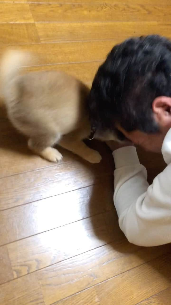 柴犬小雨のインスタグラム