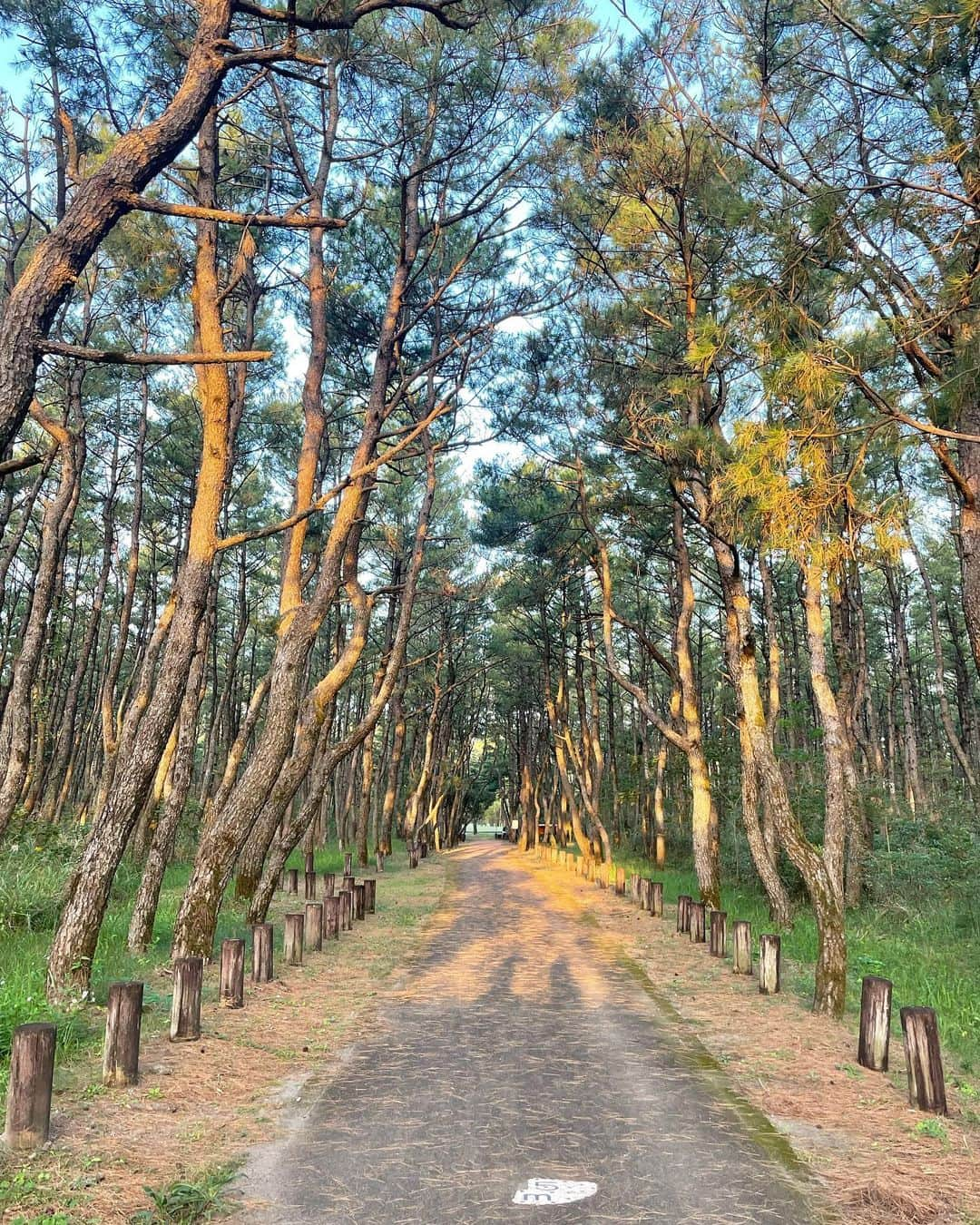 ほなみさんのインスタグラム写真 - (ほなみInstagram)「🌞🚶‍♀️🌿💓  朝起きて 走って海辺に見に行ったよ☺︎❤︎  7枚目　ホテル帰ってびっくりした☜笑 これがなかなか取れんとよね😉  #ほなみの休日 #先月の思い出🌿」11月20日 18時50分 - hona.miii