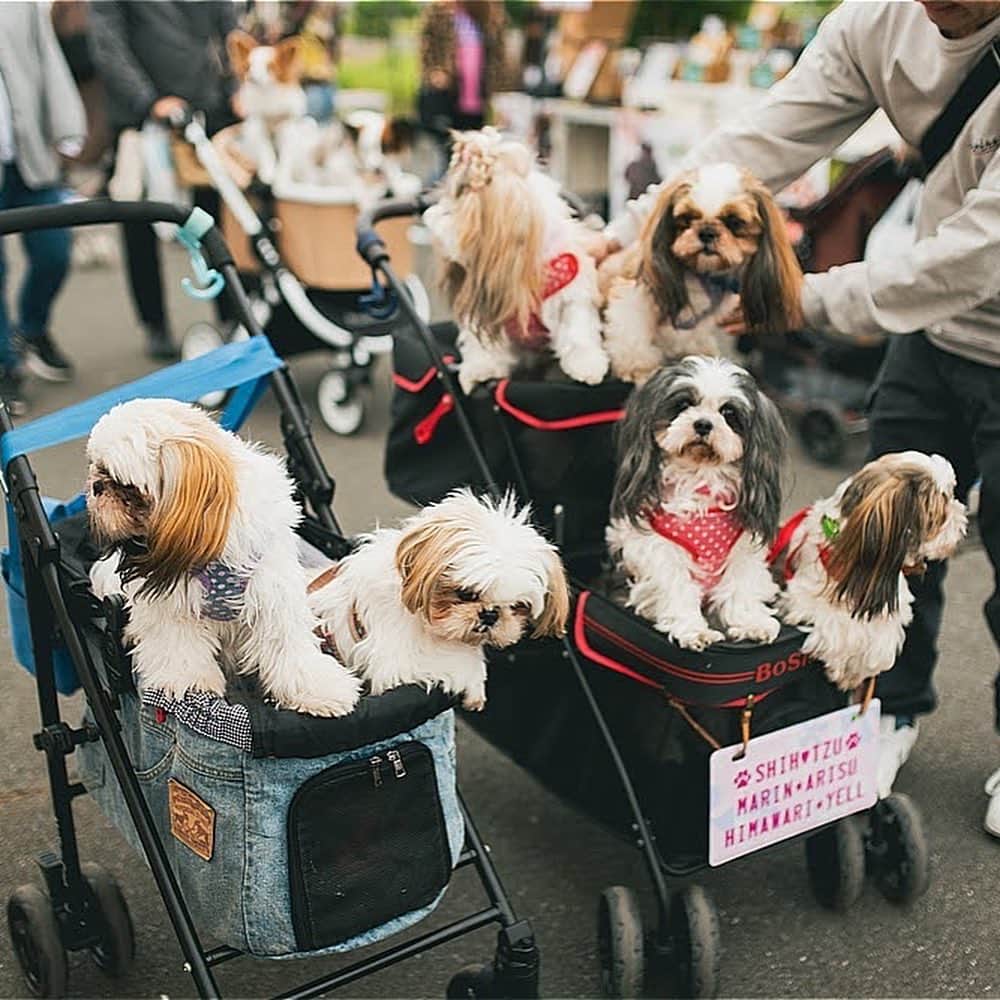 甲斐麻美のインスタグラム：「. @イオンモールむさし村山での いぬのおまつり風景🐕🐾  みんなかわいいなぁ〜❣️  いぬのおまつりを盛り上げて下さる出店者様も みんな、いいお顔🥰  いつもありがとうございます！  3月に開催するいぬのおまつりを わたし達と一緒に作って下さる 出店者様の募集は本日が〆切です！  迷ってる方は エイッと申し込んでみて下さい🙌 両手を広げて＼わんこウエルカム／な空間を 一緒に作りましょう🥳  詳しくはこちら↓↓↓  \\ いぬのおまつり 　2024年3/2(土),3(日)＠まつばら綾瀬川公園 　　　　　出店募集まもなく〆切 // 　　　（～11/20(月)〆切)  締め切りは、11/20(月)23:59です！  ワンちゃんもワンちゃん家族も、 みんなが楽しくハッピーで 心地いいイベントになるために、 わたし達と一緒に ”いぬのおまつり ”を 盛り上げてくれる『いぬLOVE💗』な 出店者様をお待ちしています🐾  初めての場所で、 大きな空間で開催なのでわたしたちもドキドキ🐶🤭💓  ぜひ一緒に盛り上げて下さい！  心地のいい春の公園で、 たくさんの笑顔を作りましょう🐕‍🦺💕🌝  出店者さんの募集は、まもなく〆切！  @inuto_watashi ↑をフォローの上、  いぬとわたしホームページへ。 → https://inutowatashi.wixsite.com/home  プロフィール欄からどうぞ🐶✨  出店要項（規約）をご確認のうえ、 ご応募ください。🥰 (※応募者が多数の場合は選考になります) (※期日内は申込みフォームの修正も可能です)  運営team一同、 素敵な出店者様との 出逢いを心から楽しみにしています💛  よろしくお願いします♩  ============  いぬのおまつり ============  ■日時：2024年3月2日(土)・3(日) 10:00～16:00 ※雨天中止 場所：まつばら綾瀬川公園(旧綾瀬川左岸広場) 東武スカイツリーライン獨協大学前駅東口 徒歩約8分  #いぬのおまつり　 #埼玉県 #草加市 #草加グルメ #草加最高 #松並木 #イベント運営 #いぬとわたし #犬との暮らし #犬ファースト #犬好きさんと繋がりたい #犬がいないと生きていけません #犬好き #犬のイベント #犬イベント #犬とお出かけ #いぬすたぐらむ #いぬのおまつり #いぬとわたし #犬イベント #犬の日 #出店者募集 #犬すきさんと繋がりたい #犬との暮らしを楽しむ #募集 #犬ばか」