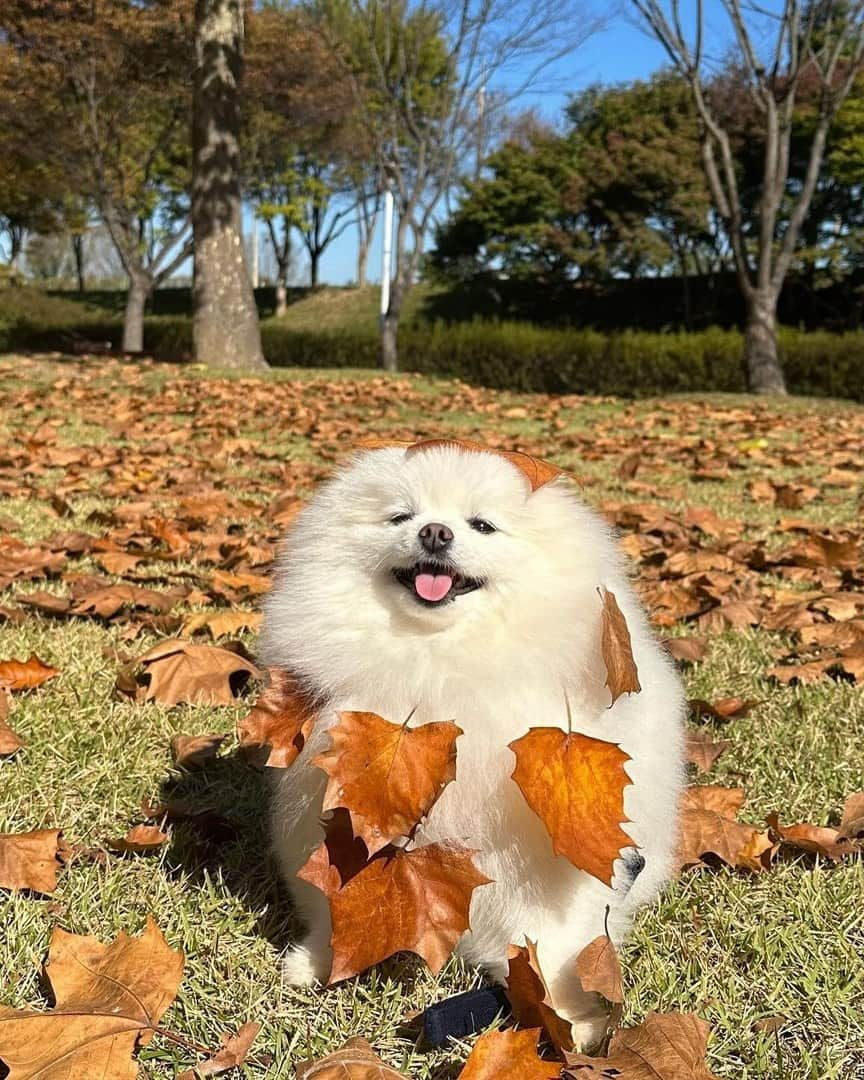 8crapさんのインスタグラム写真 - (8crapInstagram)「Don’t leaf me here! 🍂🍁 - 📷 @hongsn0w - #barked #dog #doggo #Pomeranian #Pom」11月20日 19時00分 - barked