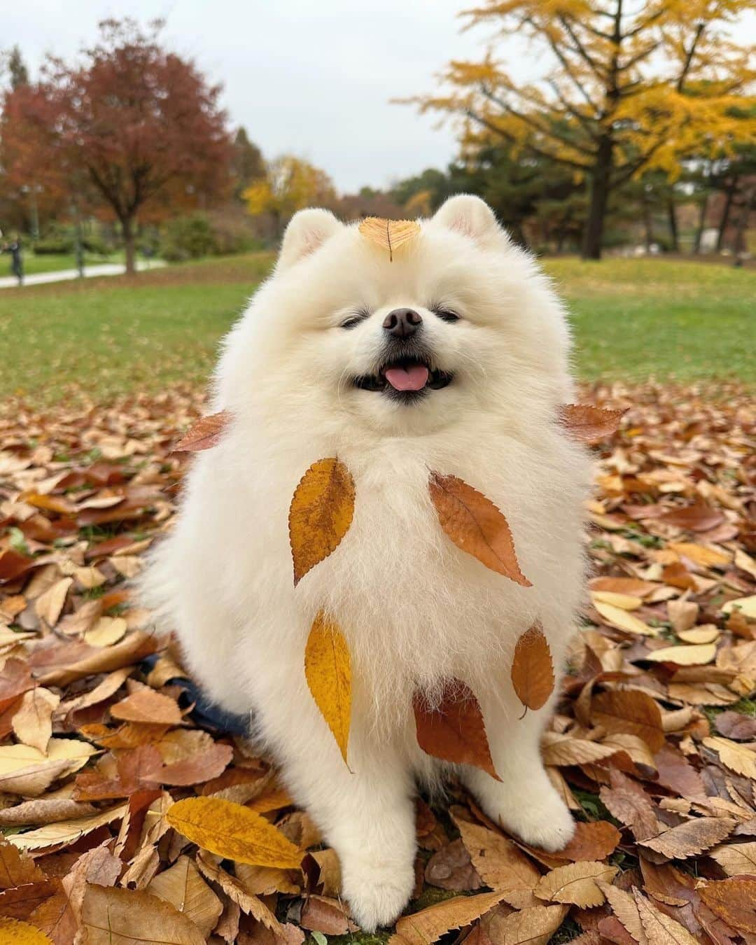 8crapさんのインスタグラム写真 - (8crapInstagram)「Don’t leaf me here! 🍂🍁 - 📷 @hongsn0w - #barked #dog #doggo #Pomeranian #Pom」11月20日 19時00分 - barked