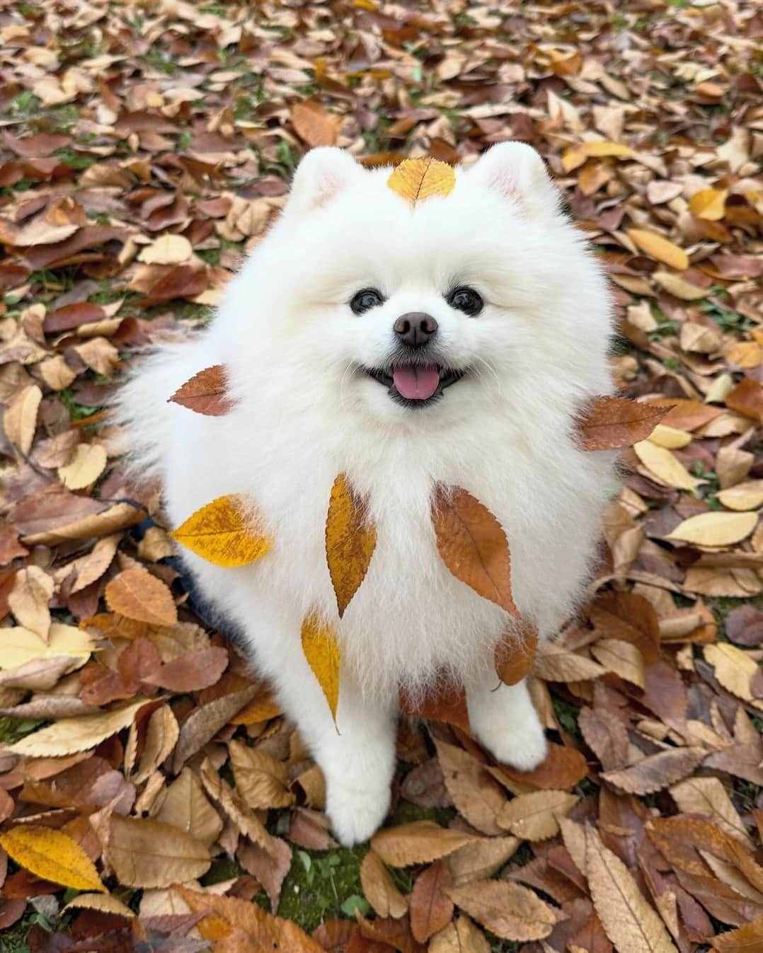 8crapさんのインスタグラム写真 - (8crapInstagram)「Don’t leaf me here! 🍂🍁 - 📷 @hongsn0w - #barked #dog #doggo #Pomeranian #Pom」11月20日 19時00分 - barked