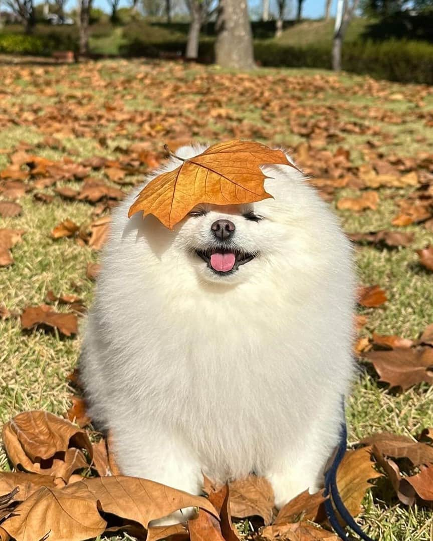 8crapさんのインスタグラム写真 - (8crapInstagram)「Don’t leaf me here! 🍂🍁 - 📷 @hongsn0w - #barked #dog #doggo #Pomeranian #Pom」11月20日 19時00分 - barked