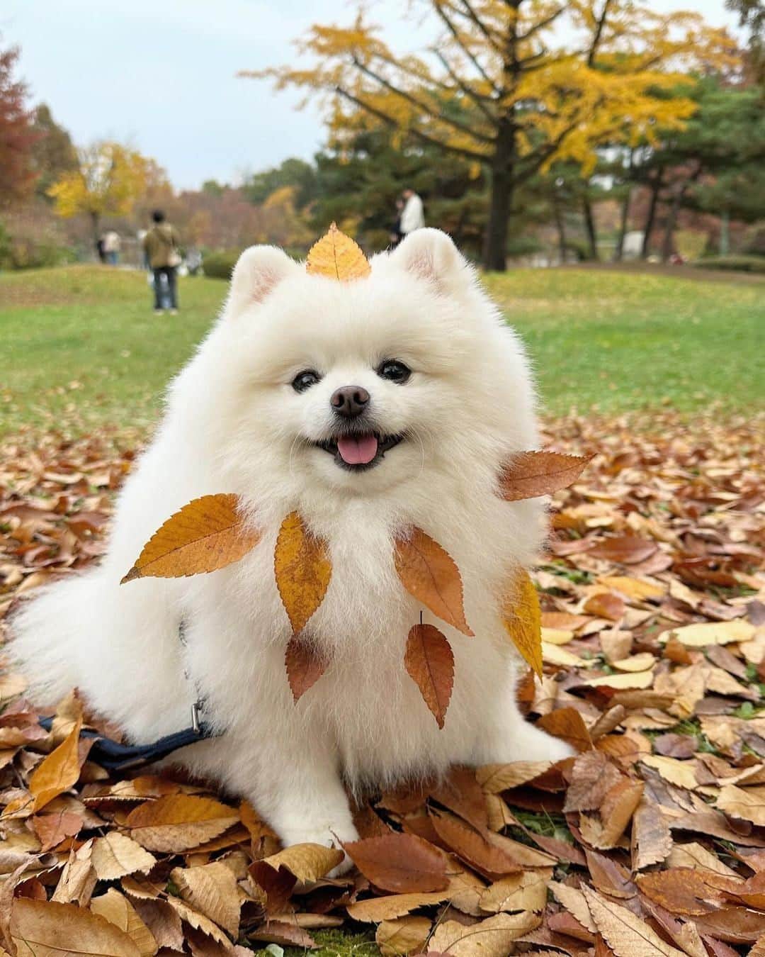 8crapのインスタグラム：「Don’t leaf me here! 🍂🍁 - 📷 @hongsn0w - #barked #dog #doggo #Pomeranian #Pom」