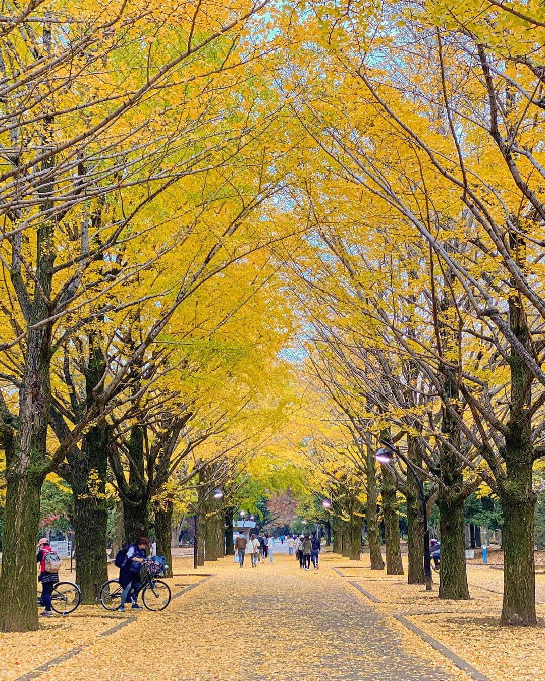 めいさんのインスタグラム写真 - (めいInstagram)「🇯🇵Japan イチョウの終わりもうすぐ私の誕生日だけど、一緒に過ごせないかな💛 ・ ・ 寶寶銀杏結束就是我的生日 你會陪我一起過嗎💛 ・　 ・ ・ ・  —  #instapic#日本#光が丘#寫真#portrait#사진#光が丘公園#紅葉#커피#ポートレート#japanesegirl#写真集#japan#photo_jpn#autumn#섹시#photo#写真部#フォロー#撮影#model#view#イチョウ#tokyo#follow#イチョウ並木」11月20日 19時02分 - meitienlin1125