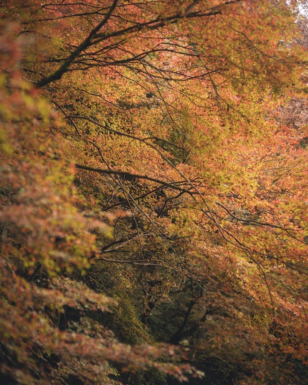 貴船神社のインスタグラム：「貴船 紅葉」