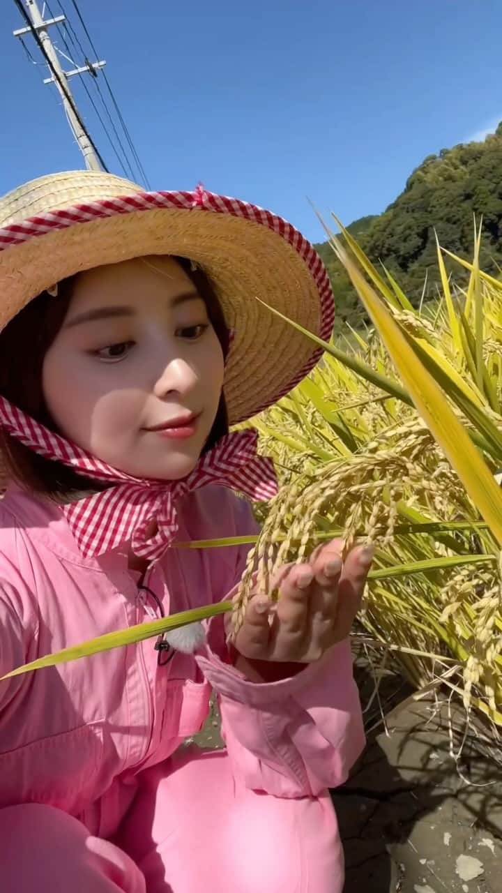 太田えりなのインスタグラム：「.  10月🌾 アサデス。ふぁーむ米の稲刈りをしてきました♪  初めての手刈り！ 大半だったけど、ジャキジャキッっていう鎌で刈った時の感覚が面白くて、何より園部の景色と香りに癒されました〜✨  . .  #KBC#アサデス #アサデスふぁーむ#基山#新米 #農業女子#稲刈り#ちぎりファーム #農業ガール#お米作り#お米を食べよう」