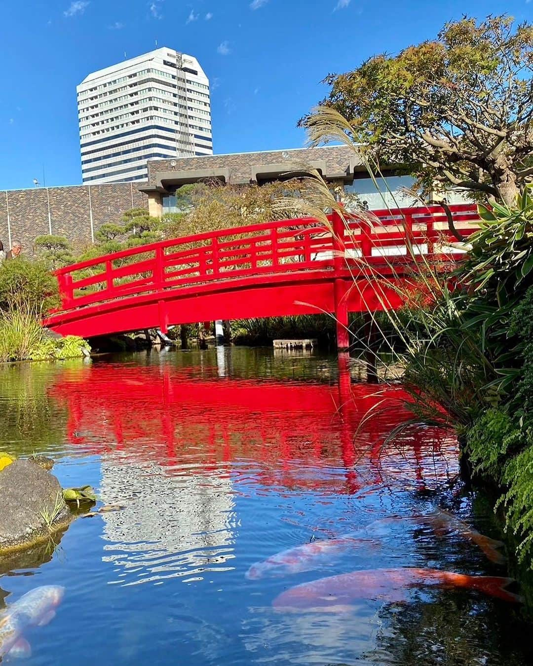 ホテル ニューオータニさんのインスタグラム写真 - (ホテル ニューオータニInstagram)「秋晴れの日本庭園、西陽に照らされたススキの穂が、キラキラと輝き、日本の情緒を感じることが出来ます。  #秋 #すすき #秋の風景 #秋の花 #日本庭園 #庭園 #庭 #autumn #autumnvibes  #japanesegarden #japnesegardens #tokyo #japan #tokyotrip  #tokyotravel #tokyohotel  #virtualtour #japanbeauty #forbestravelguide #futuretravelguide #thepreferredlife #ホテルニューオータニ #ニューオータニ #hotelnewotani #newotani #ホテル #東京ホテル #ホテルステイ」11月20日 19時35分 - hotelnewotanitokyo