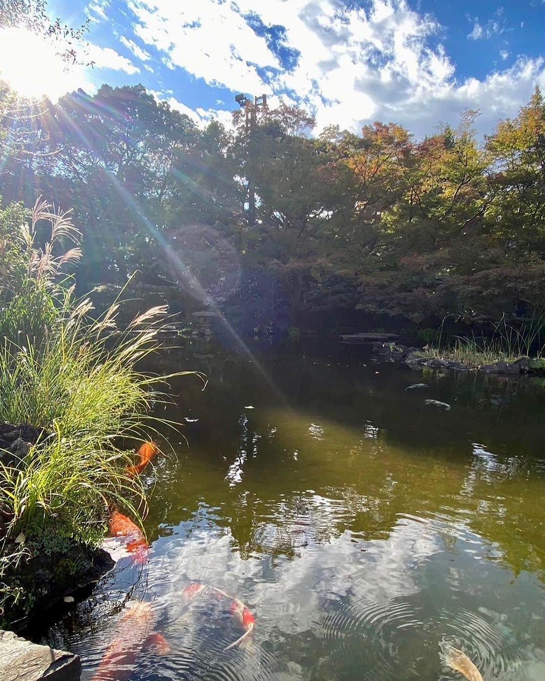 ホテル ニューオータニさんのインスタグラム写真 - (ホテル ニューオータニInstagram)「秋晴れの日本庭園、西陽に照らされたススキの穂が、キラキラと輝き、日本の情緒を感じることが出来ます。  #秋 #すすき #秋の風景 #秋の花 #日本庭園 #庭園 #庭 #autumn #autumnvibes  #japanesegarden #japnesegardens #tokyo #japan #tokyotrip  #tokyotravel #tokyohotel  #virtualtour #japanbeauty #forbestravelguide #futuretravelguide #thepreferredlife #ホテルニューオータニ #ニューオータニ #hotelnewotani #newotani #ホテル #東京ホテル #ホテルステイ」11月20日 19時35分 - hotelnewotanitokyo