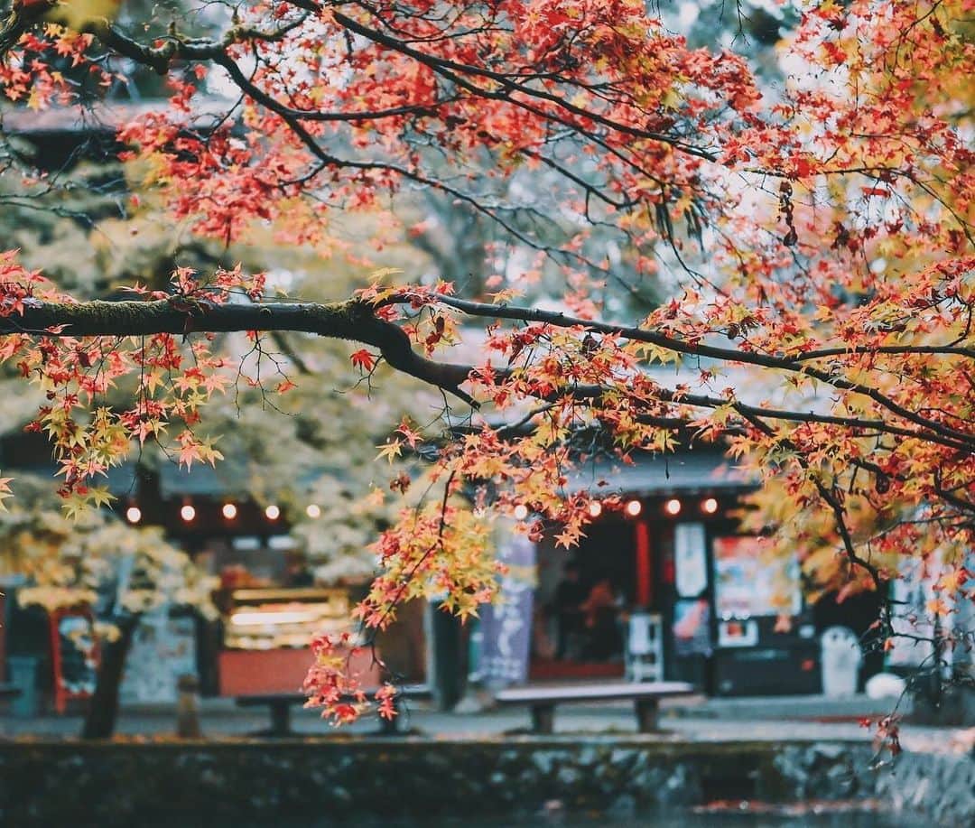 yukiさんのインスタグラム写真 - (yukiInstagram)「・ #加茂山公園 #新潟紅葉  #僕らが見ている風景 __________________________ 日々の撮影記事やコラム更新中！ ・・・・・・・・・・・・・・・ ◉FAN限定サイト◉ https://www.fansnet.jp/sty830 __________________________」11月20日 19時29分 - sty830