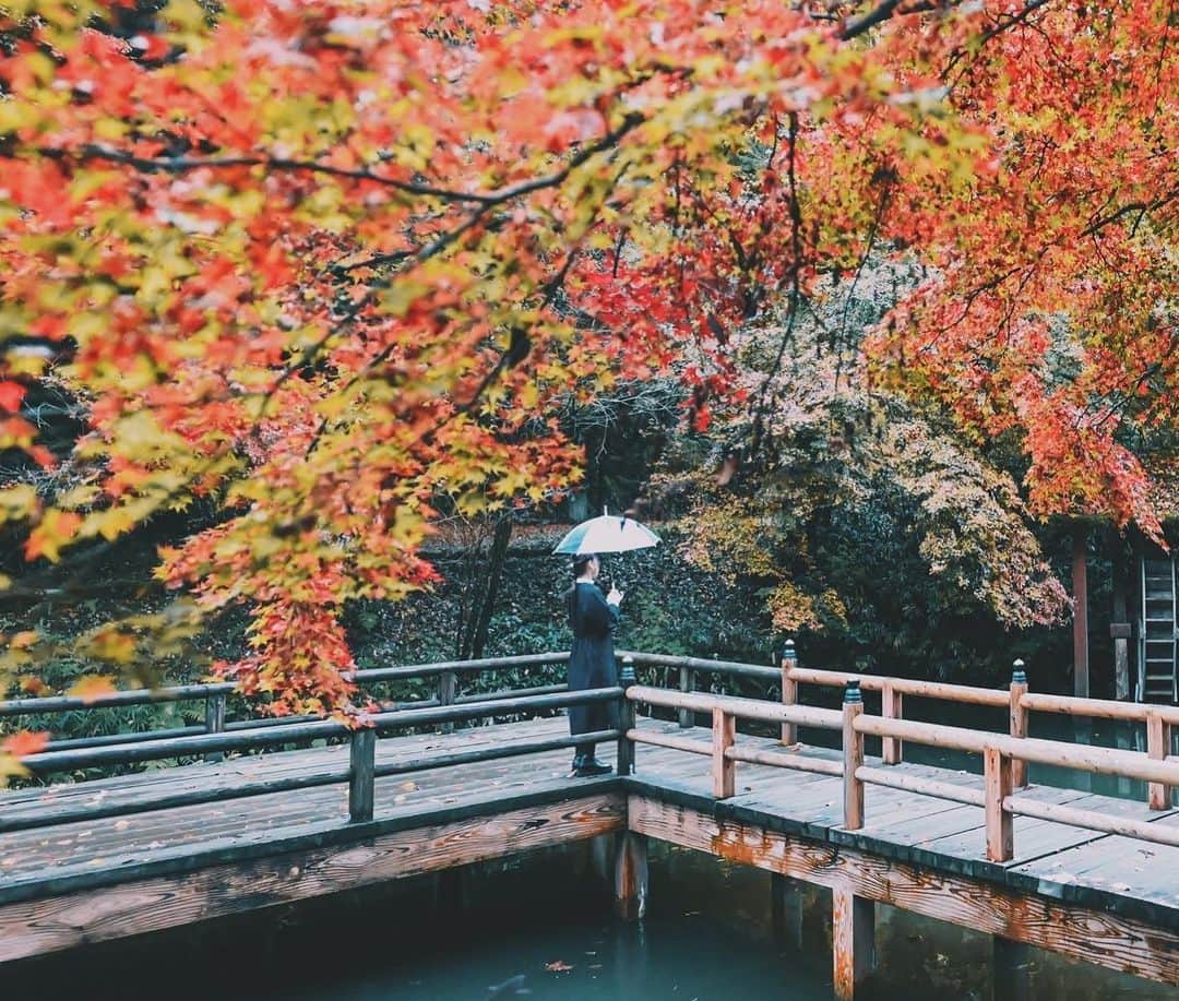 yukiのインスタグラム：「・ #加茂山公園 #新潟紅葉  #僕らが見ている風景 __________________________ 日々の撮影記事やコラム更新中！ ・・・・・・・・・・・・・・・ ◉FAN限定サイト◉ https://www.fansnet.jp/sty830 __________________________」