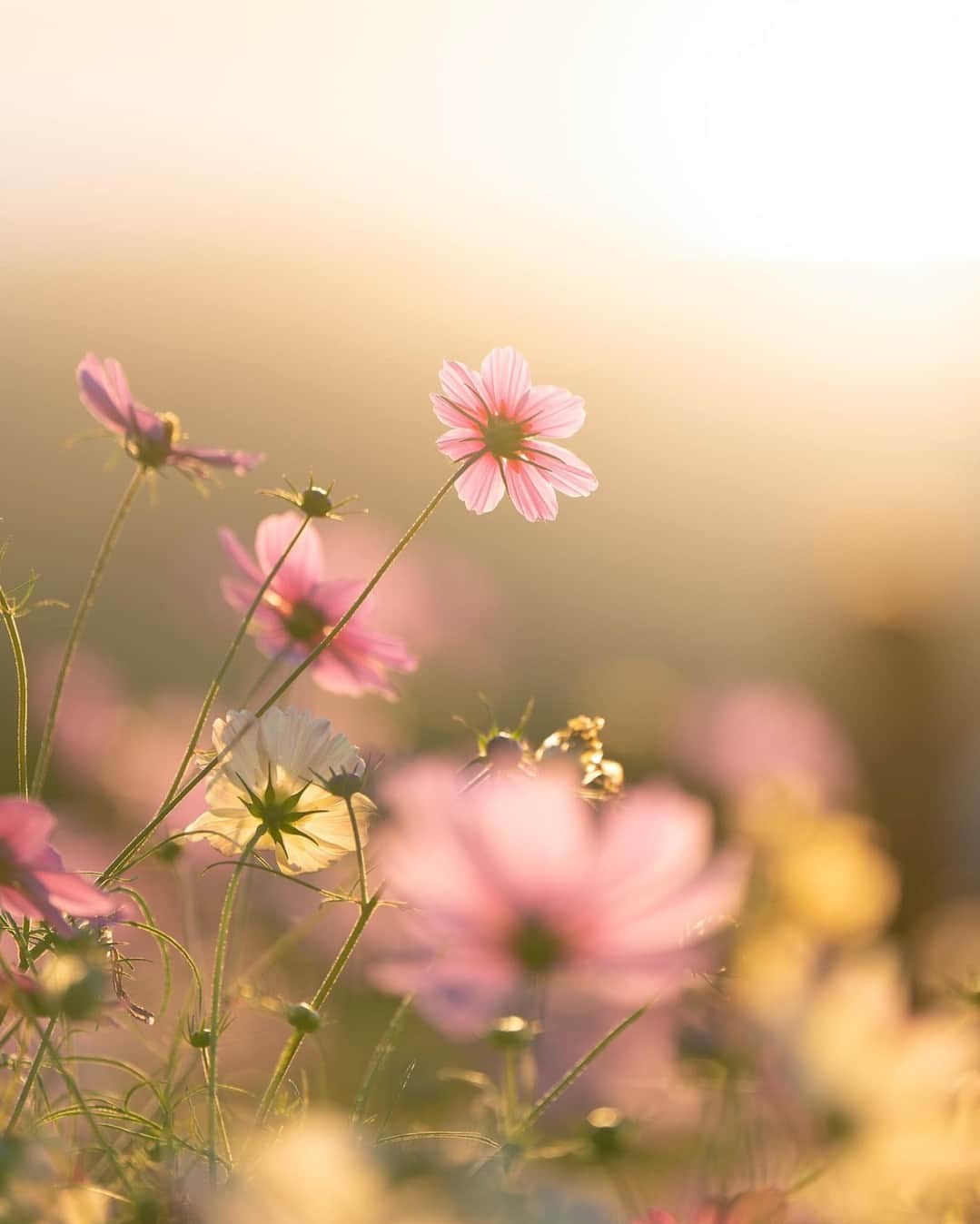 花の写真館のインスタグラム：「Photo by 伊藤公美子. . Original Post[投稿いただいたURL] https://www.facebook.com/photo.php?fbid=3397450677247430 . 本アカウントは、 #私の花の写真 をつけてInstagramに投稿された皆さまの花の写真や、「花の写真館」Facebookページで投稿された花の写真を紹介します。 「花の写真館」Facebookページは、「 @floral.photograph 」のプロフィールにあるURLからご覧ください。 . ※各種法令、マナー、関係者の指示に従った撮影をお願いします。 *Please ensure that your photography adheres to all relevant laws, etiquette, and instructions issued by authorized persons. ※本アカウントは東京カメラ部がFacebook、Instagramのサービスを利用して運営しているもので、Meta社・Instagramとは一切関係ありません。 . #花の写真館 #floralphotograph #floralphoto #flower #flowers Follow: @floral.photograph」