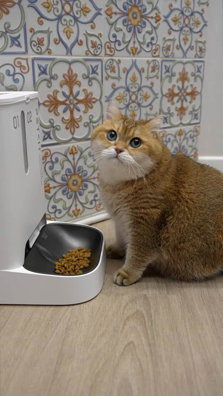 Hosicoのインスタグラム：「PETKIT YumShare Dual-hopper talks to me, makes funny vlogs and always knows what I ate today for breakfast, lunch and dinner. 😺🍳 Upgraded automatic pet feeder with dual hoppers meets various nutritional needs. Relish in the joy of capturing every cherished moment of your furry friend with a built-in camera. ❤️ Infrared Night Vision, Dual Hopper, Dual Dispensing System.  Buy at 👉 https://bit.ly/3G8jrBg or link in bio @petkitofficial and @hosico_cat #petkit #smartpetsupply #YUMSHAREfeeder #feederwithcam」