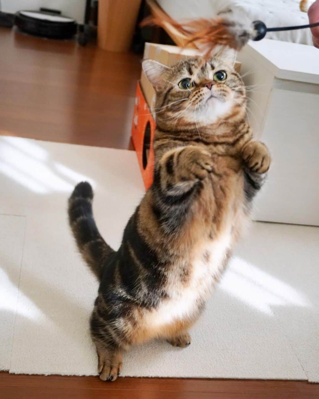 のインスタグラム：「元気いっぱいメル😸🐾 今日でうちの子になって２年の記念日🎉✨ もう２年とも思うけど、もっとずっと一緒にいる気がするくらい、いなくてはならない存在になってます😽💕 これからもよろしくね。  #短足マンチカンのプリンとメル #マンチカン #茶トラ #キジトラ #短足 #短足マンチカン #子猫 #ねこ部 #cat #munchkincat #catstagram #ilovecat #ふわもこ部 #catloversclub #munchkinlovers #catsofinstagram #にゃんすたぐらむ #ねこのいる生活 #猫好きさんと繋がりたい」