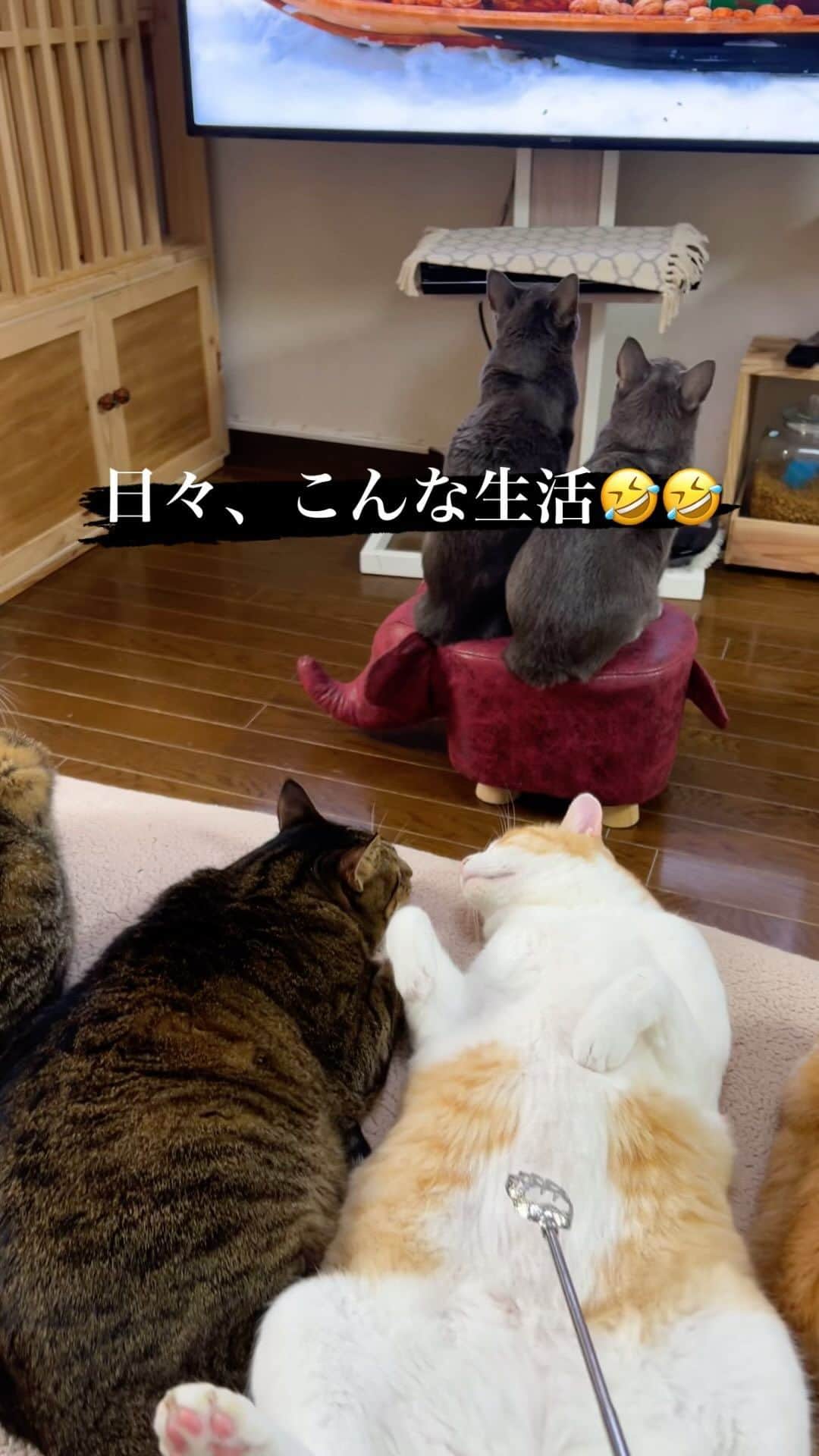 midoriのインスタグラム：「. . 日々、だらけています🤣🤣. . .  #ヨギボー  #ネコ#ねこのいる暮らし #保護猫と暮らす#ねこ#猫#ねこすたぐらむ #保護猫#キジトラ#きじとら#きじとら猫 #キジトラ猫 #茶白 #茶白猫#グレー猫#ペコねこ部#癒しの時間 #猫動画#pecoねこ部 #pecotv #catstagram#cats_of_instagram#catsofinstagram#cat#bestmeow#9gag#NEKO#catsofinstagram」