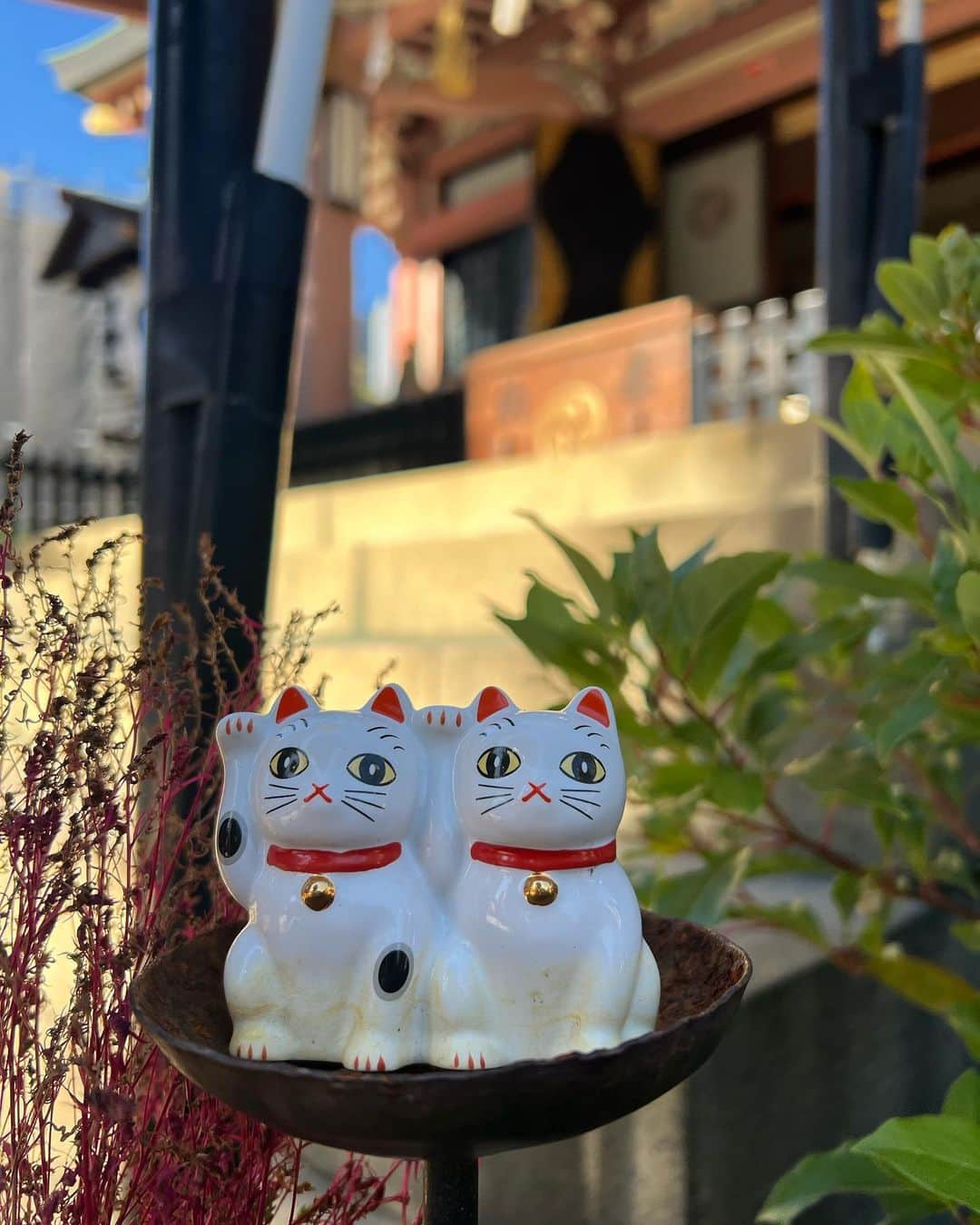 たけるさんのインスタグラム写真 - (たけるInstagram)「【最近の参拝歴】  今戸神社　東京　浅草 浅草七福神巡拝の一つである神社さん 浅草には七福神をお祀りしてる神社さん、お寺さんがある それを回って色紙印を集めて回るらしい ドラゴンボールだ 浅草ドラゴンボールツアーだ ギャルのパンティ巡拝だ 今戸神社は福禄寿をお祀りする 福禄寿はとにかくロングヘッド 多分岡崎よりヘディングうまい 七福神巡拝やってみたいね 招き猫多数 石の招き猫は撫でるとご利益あり 待ち受けにするとご利益あり 撫でられすぎて頭だけハゲちゃってる ハゲ隠そうとして手を上げてるのかな 招き猫多数 授業だとしたらみんな手を上げて積極性◎の通知表決定だね ふぅ〜ん 鳥居カッケェ 鳥居はやっぱりカッケェ  #東京ホテイソン #たける #グレープカンパニー #備中神楽 #神社 #今戸神社 #東京 #浅草 #七福神巡拝 #パワースポット」11月20日 19時48分 - takayanken