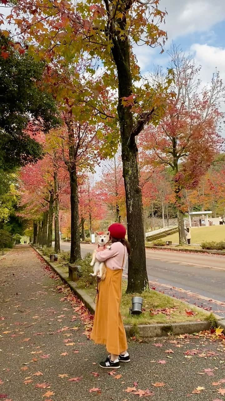 柴犬 けんしろう ゆりあのインスタグラム：「🐶🍁  秋の金沢をぶらゆりあ🐾 〜おまけ〜  アメリカ楓通りで 「ていっ！」🍁  動画を撮ってくれてた姉が爆笑してて なんだろうと思ったら ゆりあさん真顔で葉っぱ投げつけてた😂  #金沢 #kanazawa #アメリカ楓通り #autumun」