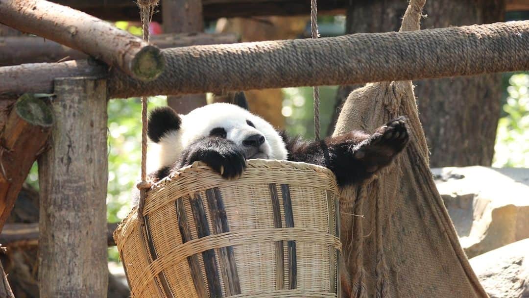 iPandaのインスタグラム：「You can turn anything into your toy if you put your mind to it. Check out my beautiful swing. (Wen Jing) 🐼 🐼 🐼 #Panda #iPanda #Cute #HiPanda #ChengduPandaBase  For more panda information, please check out: https://en.ipanda.com」
