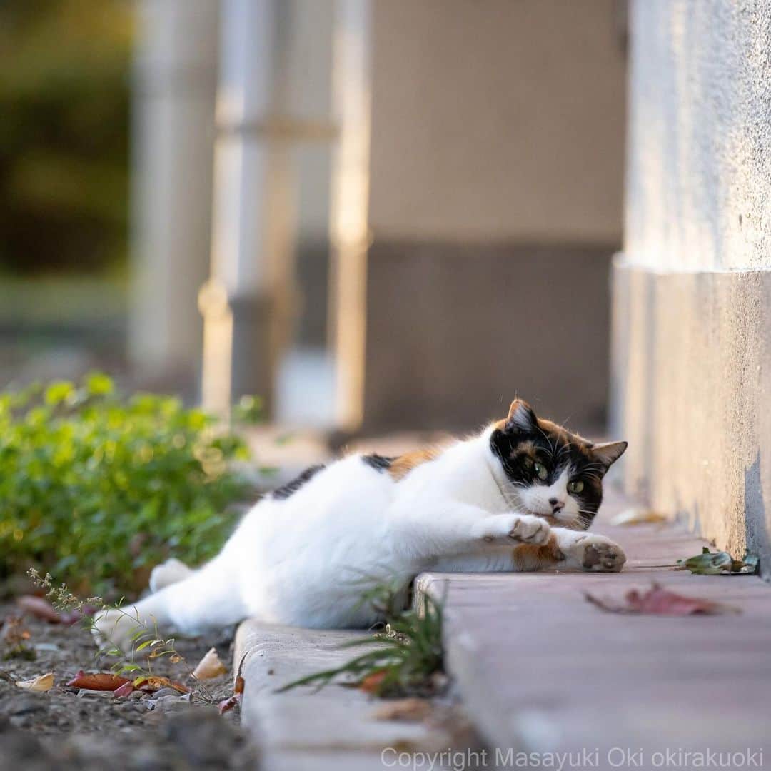 Masayukiのインスタグラム：「たゆたゆ。  #cat #ねこ #猫 #東京カメラ部 #nekoclub  #yourshotphotographer  #my_eos_photo」