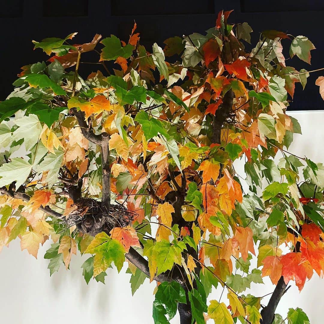椎名桔平のインスタグラム：「#楓 #紅葉 わが家の木も紅葉を始めました。 もう20回目かなぁ〜^_^ ハタチか。 皆さん、短い秋を楽しんで！」