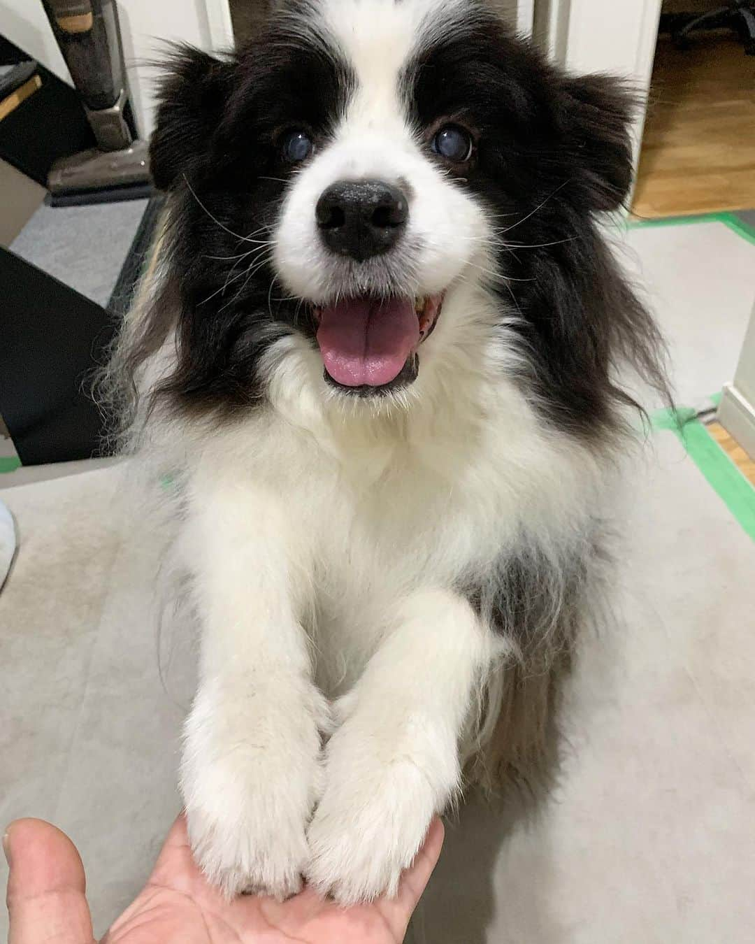 犬バカ部宣伝部長のインスタグラム：「うん🥺この顔見てたら優しい気持ちになれる🐼 ⁡ 三つ指付いて。なんて従順な犬！？🤣🤣🤣 　 #犬バカ部 #bordercollie #ボーダーコリー #dog #犬 #白黒 #そら #ふにゃボダ部 #ボダ娘」