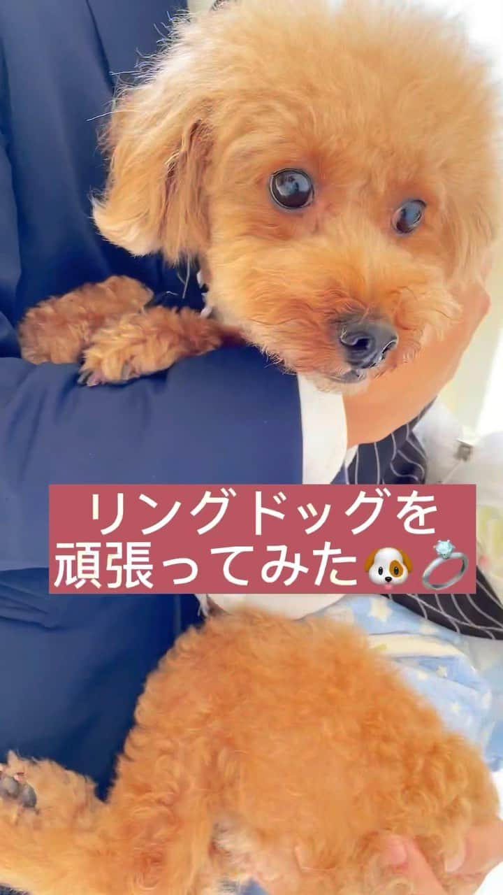 グレイスヒルオーシャンテラスのインスタグラム：「リングドッグ🐶  おふたりの大好きな愛犬と一緒に挙式の時間を過ごすことができる 今とっても人気な演出です🎵  グレイスヒル•オーシャンテラスではリングドッグを することができるので、  大好きな愛犬も結婚式に登場させたい！  そんな方は一度グレイル•オーシャンテラスに お越しくださいませ！  ➽ブライダルフェア　 《@gracehill_oceanterrace》  の トップページ《URL》からCheck！ 公式ホームページからのご予約はさらにお得…*°♡  ➽スタッフブログ 人気の進行やお得な情報 花嫁スタイルを彩るドレス・ヘアメイク等 役立つ情報盛り沢山です＊* ㅤㅤㅤㅤㅤㅤㅤㅤㅤㅤㅤㅤㅤ ➽卒花嫁様のウェディングレポート グレイスヒルでしか叶わない オリジナリティ溢れる結婚式 #コロナ禍 でのリアルなレポート！ ぜひチェックしてみてください♩.•*   ⋱⋰ ⋱⋰ ⋱⋰ ⋱⋰ ⋱ ⋱⋰ ⋱⋰ ⋱⋰ ⋱⋰ ⋱ ㅤㅤㅤㅤㅤㅤㅤㅤㅤㅤㅤㅤㅤ ㅤㅤㅤㅤㅤㅤㅤㅤㅤㅤㅤㅤㅤㅤㅤㅤㅤㅤㅤㅤㅤㅤㅤㅤㅤㅤ #グレイスヒルオーシャンテラス #鹿児島 #谷山 #鹿児島花嫁 #式場探し #鹿児島結婚式場 #dearswedding #海が見える結婚式場 #前撮り#ウエディングフォト　#花嫁　　 #ブライダルフェア#オリジナルウエディング#オリジナル演出 #ゲストハウス  #貸切wedding #結婚式場探し #結婚式場見学 #入場演出 #リゾートウェディング #ブライダル　#ウエディング#2023冬婚 #リングドッグ #全国のプレ花嫁さんと繋がりたい　#プレ花嫁 #2023プレ花嫁 #サプライズ」