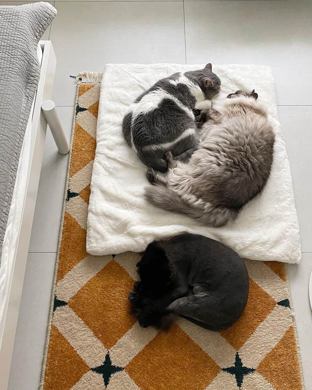 ギモさんのインスタグラム写真 - (ギモInstagram)「사이좋은 고영희💕 1~4번은 어제 사진이고 5번부터는 오늘인데요 넘나 같은날 찍은 사진인 것 같이 복붙ㅋㅋㅋ  시오는 궁팡에서 사온 이 고양이 담요가 진짜 마음에 들었나봐요 이틀째 눈뜨자마자 매번 애들이 이러고 있어서 집사는 행복함니다🥹  결론: 쨔매는 참지않앟ㅎㅎ  #cat #토토상회 #사랑꾼챠매 #사이좋시오」11月20日 20時48分 - 1room1cat